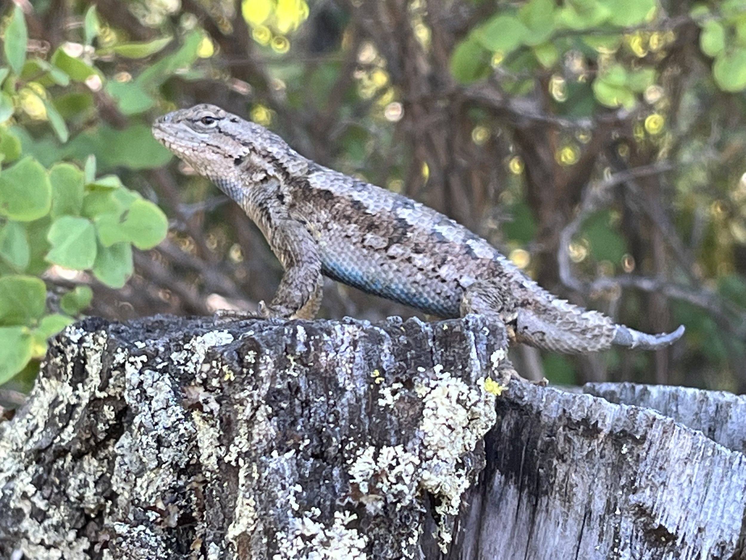  The Western Fence Lizard is the most commonly seen reptile in this area. This one is regenerating its tail. 