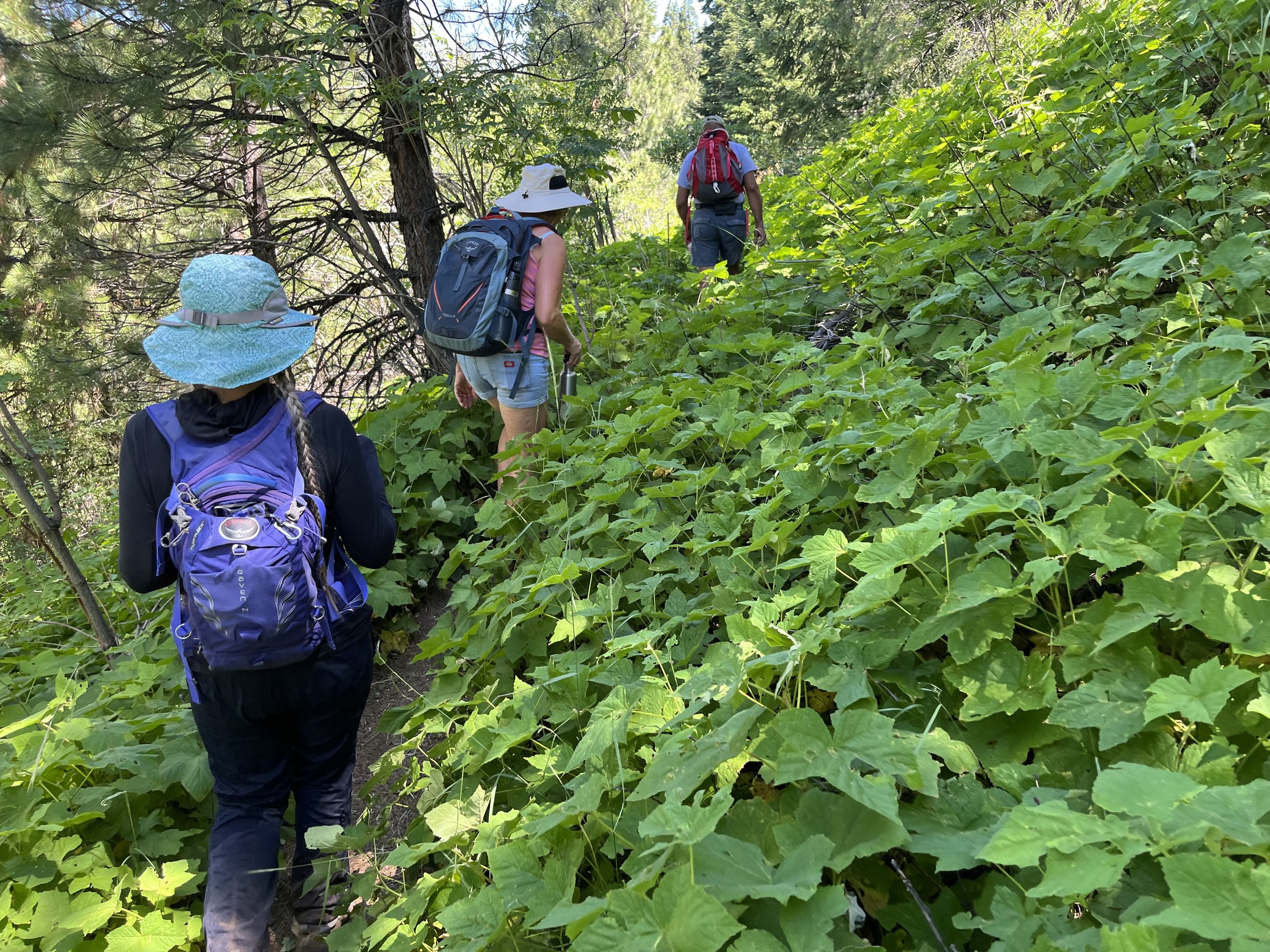  This section of the PCT is thick with thimbleberry! 