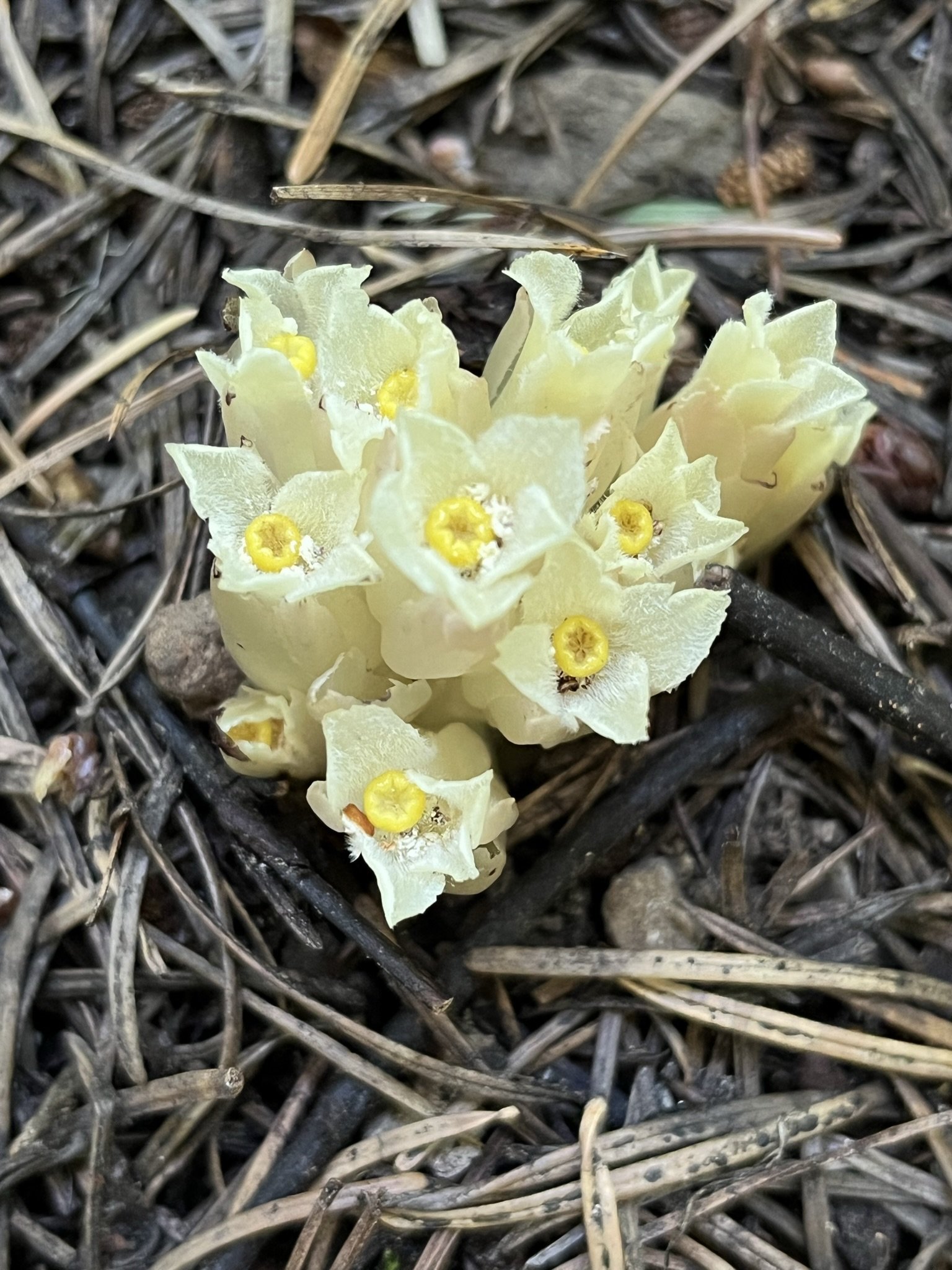 Gnome plant ( Hemitomes congestum )
