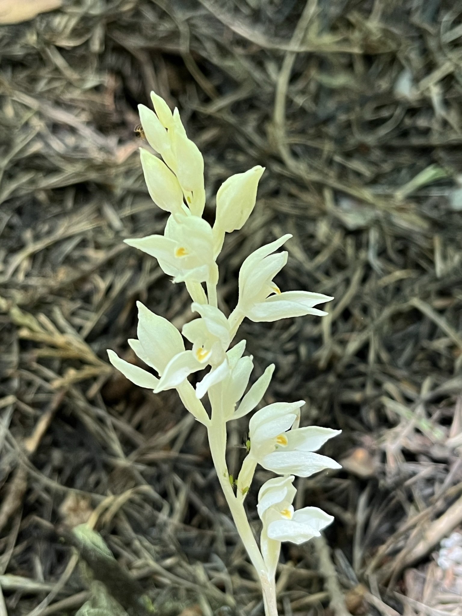  Phantom Orchid ( Cephalanthera austiniae ) 