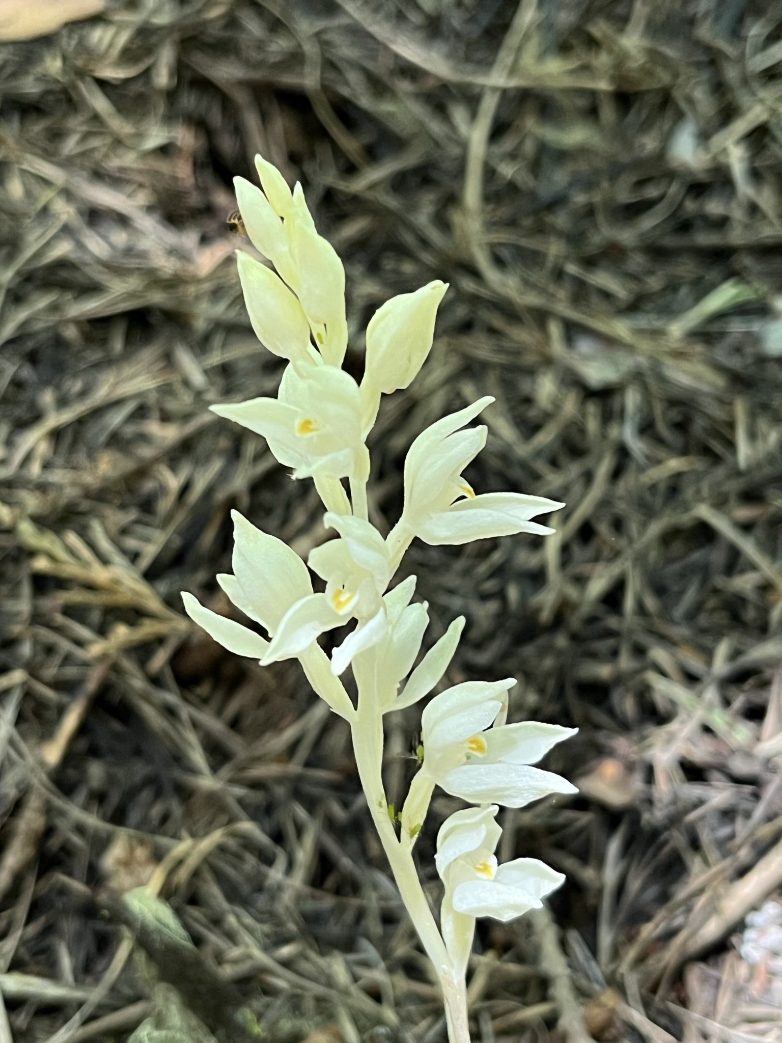 Phantom Orchid ( Cephalanthera austiniae )