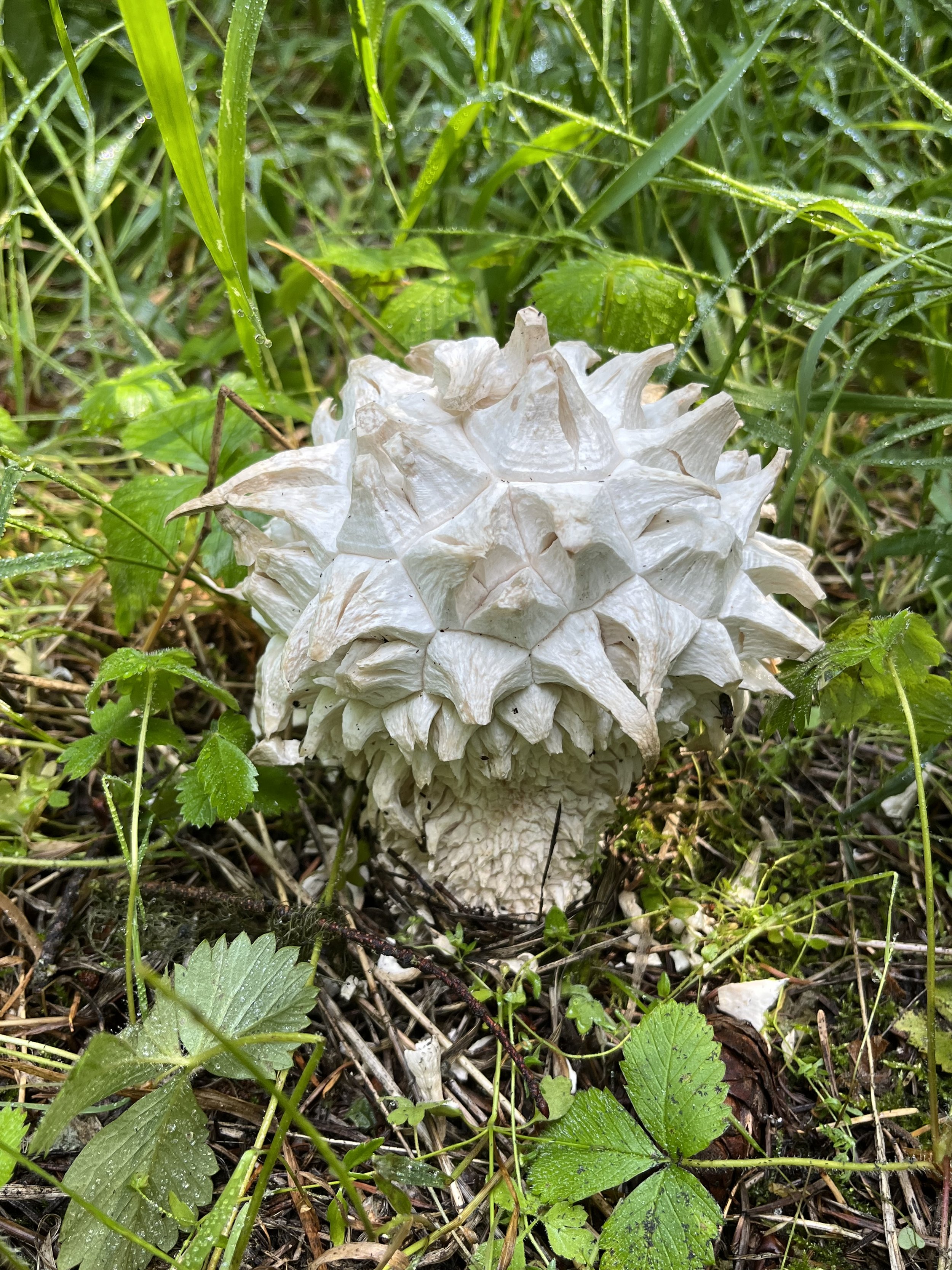  A sculpted puffball mushroom 