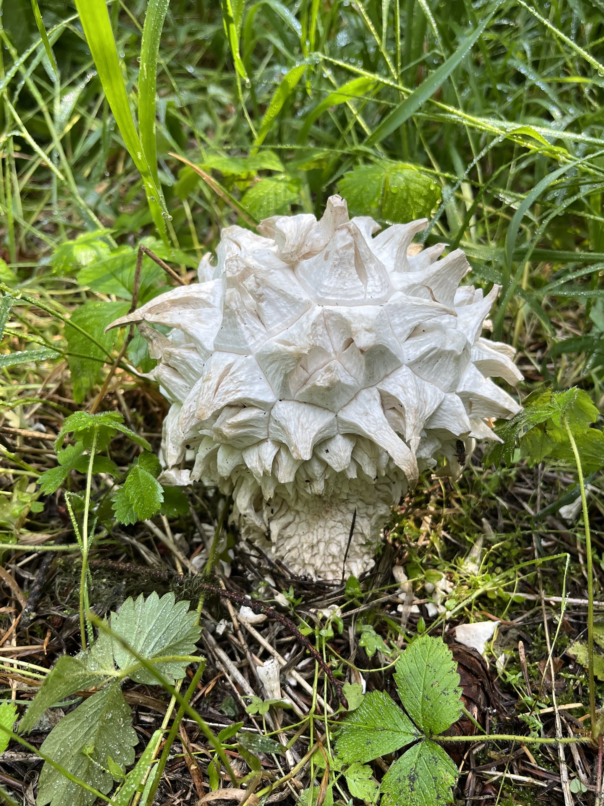 A sculpted puffball mushroom