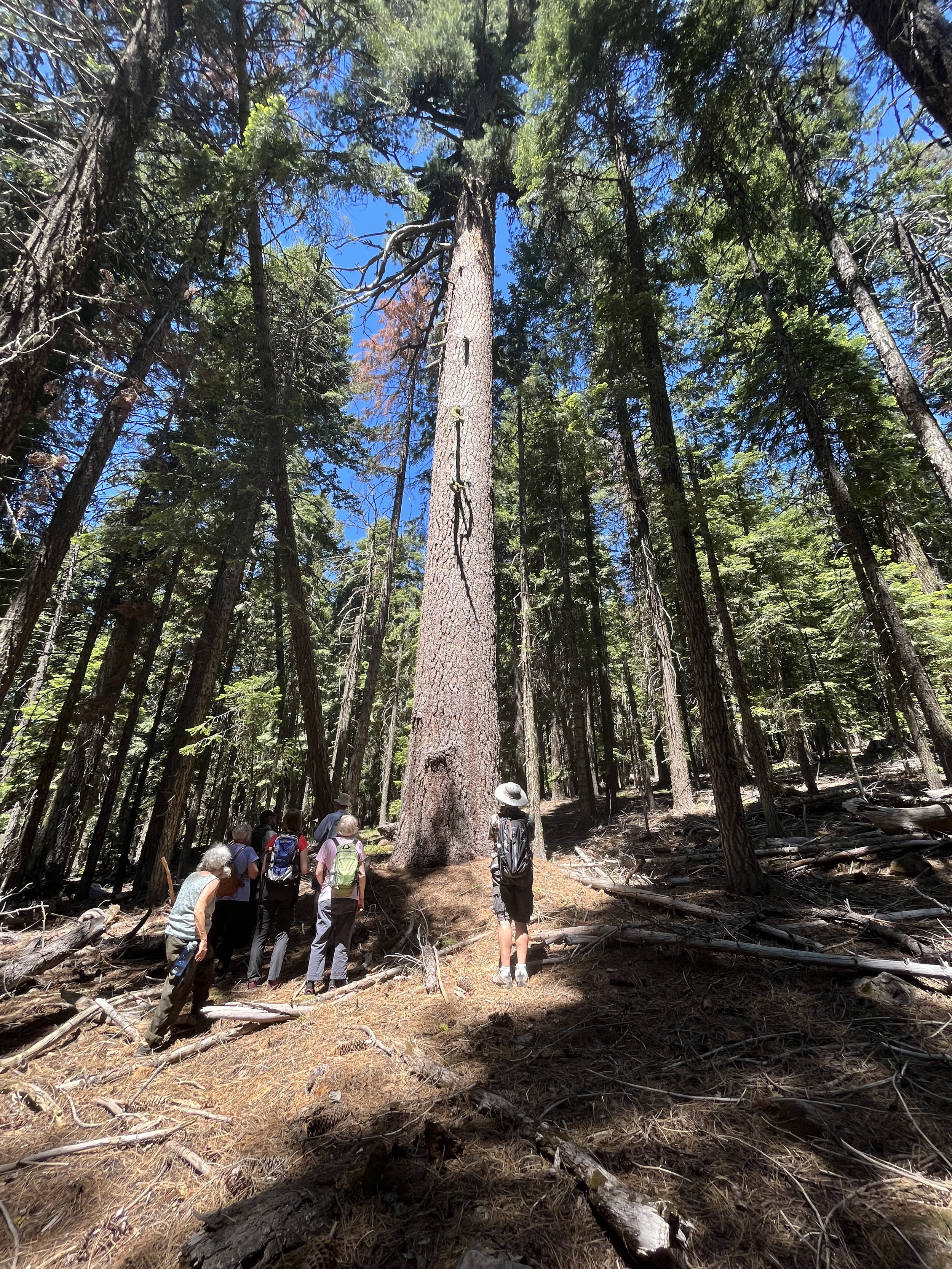   Admiring a gigantic old-growth Sugar Pine off trail  