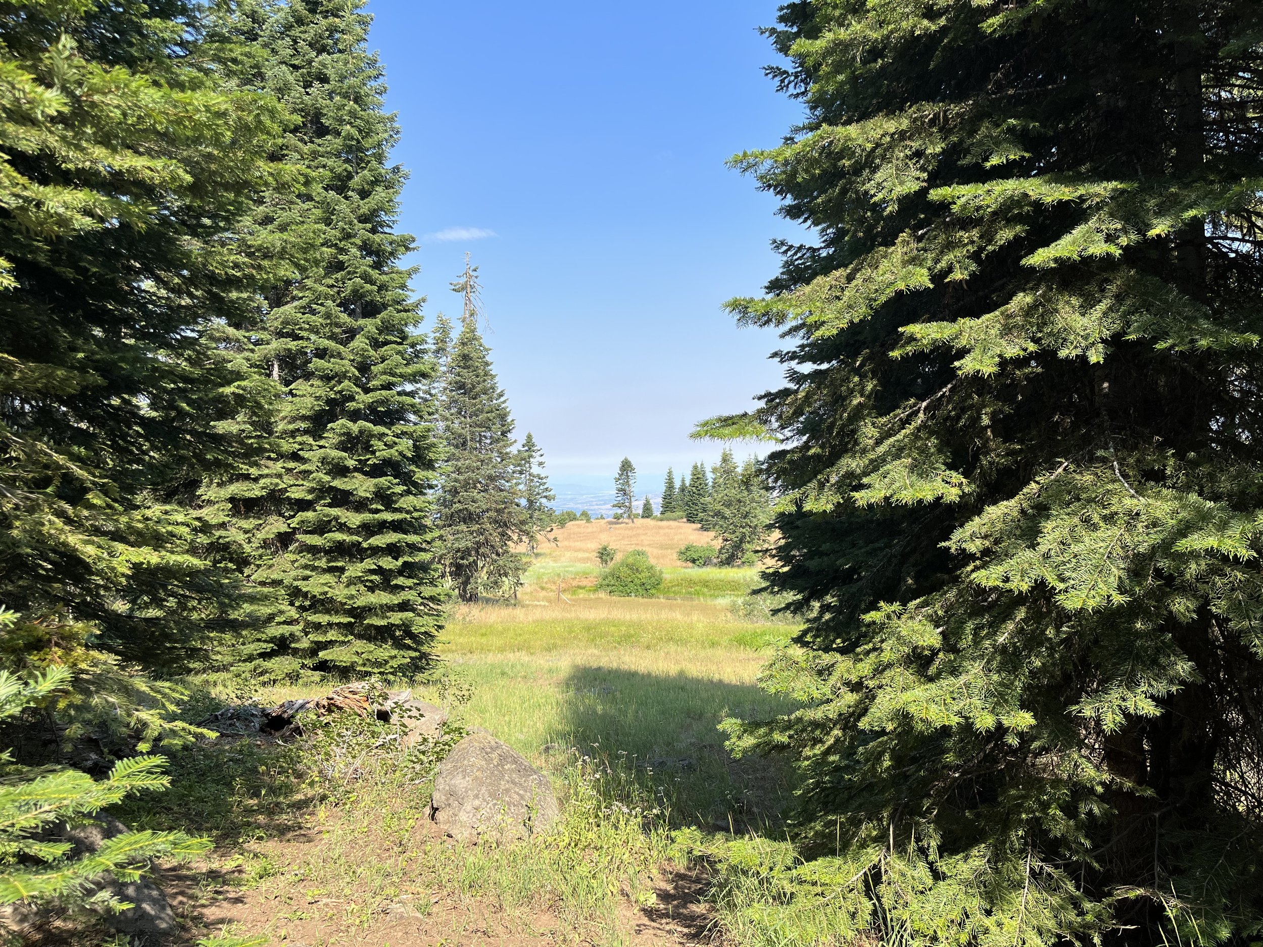  Open meadows and mixed conifer woods 