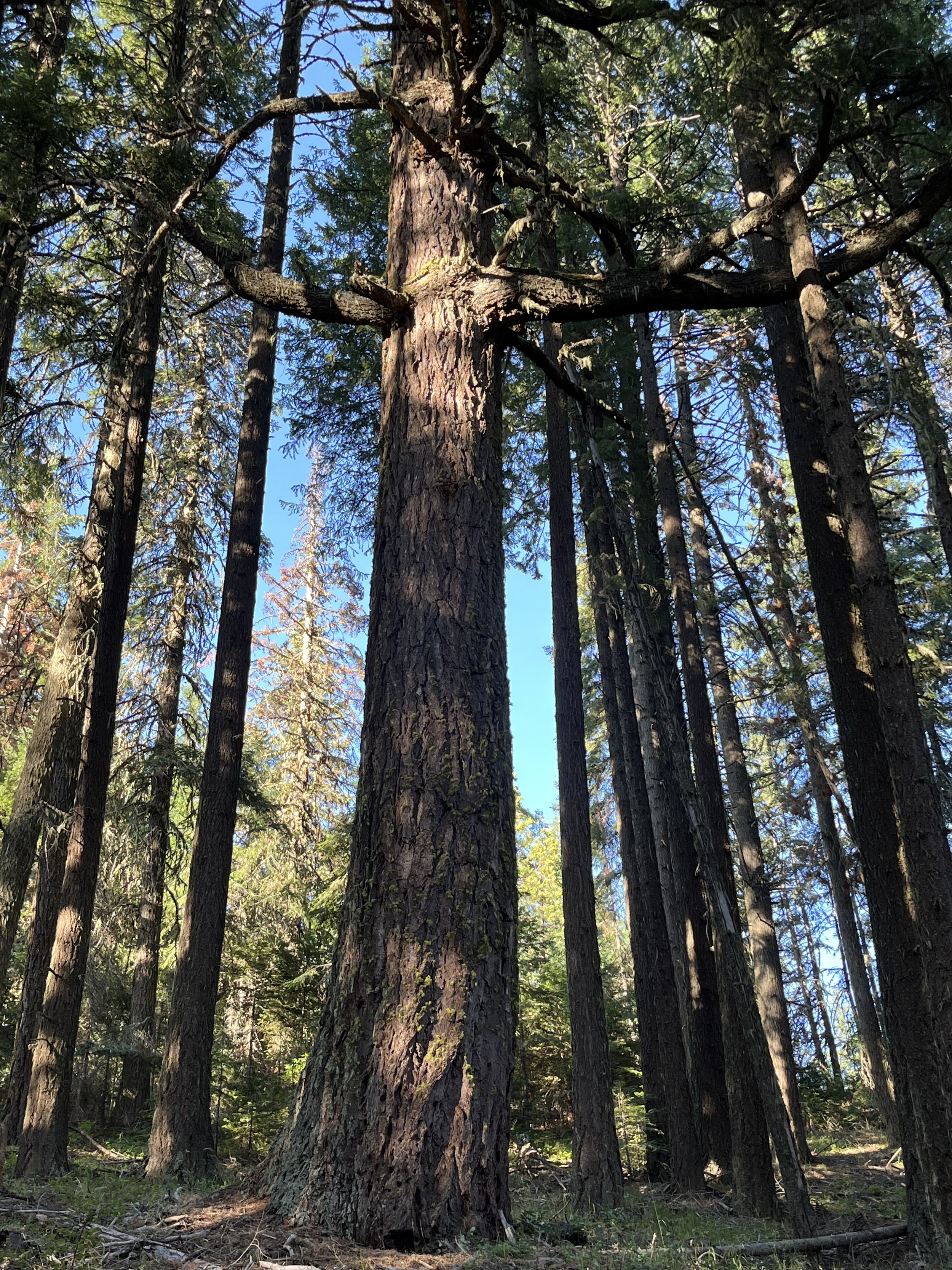  Old growth Douglas-fir tree 