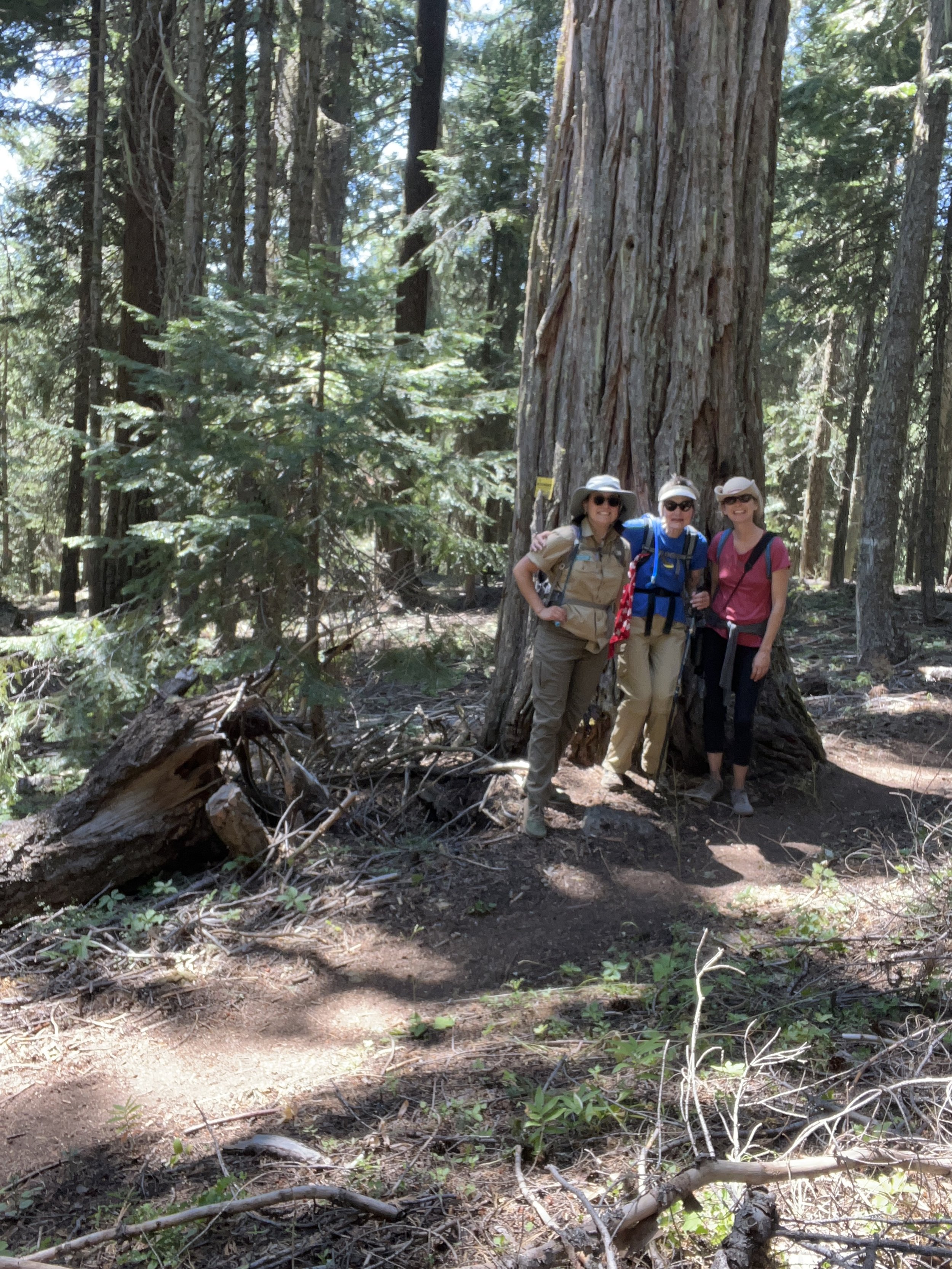  The hiking group by an old-growth tree 