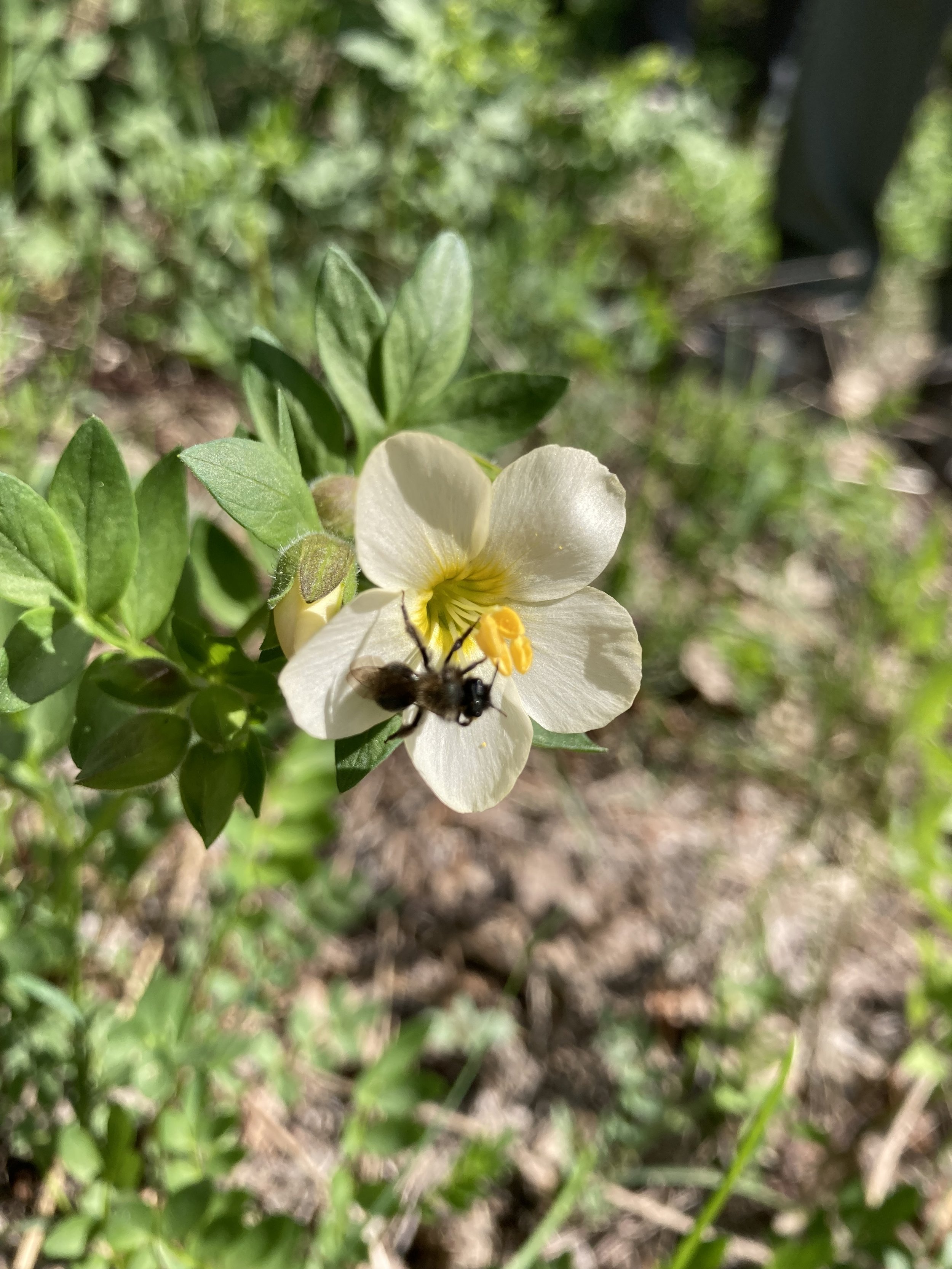 Royal Polemonium (Jacob's Ladder)