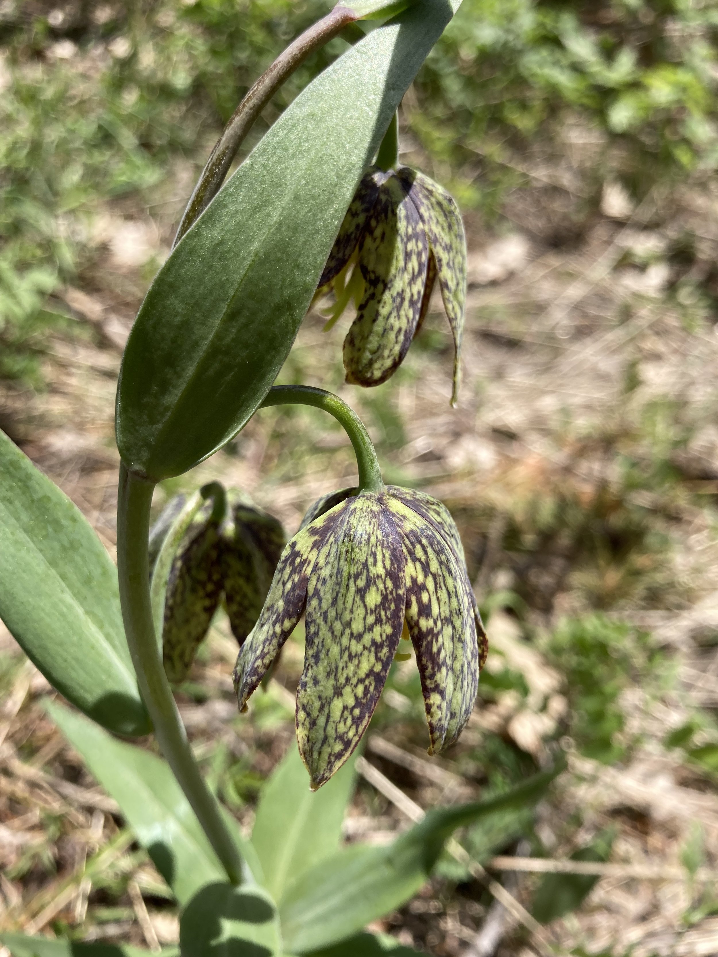 Checker Lily