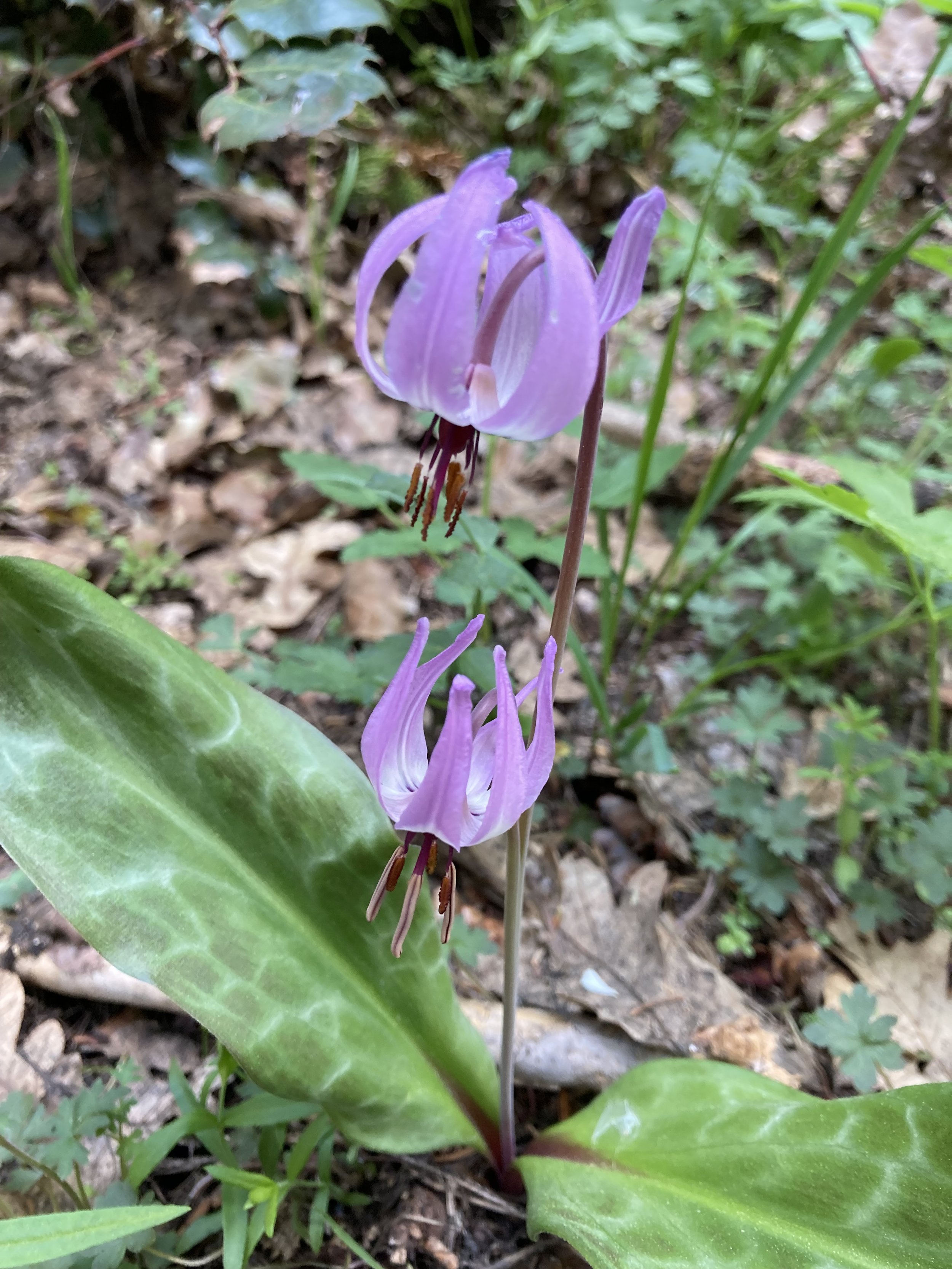 Henderson's Fawn Lily