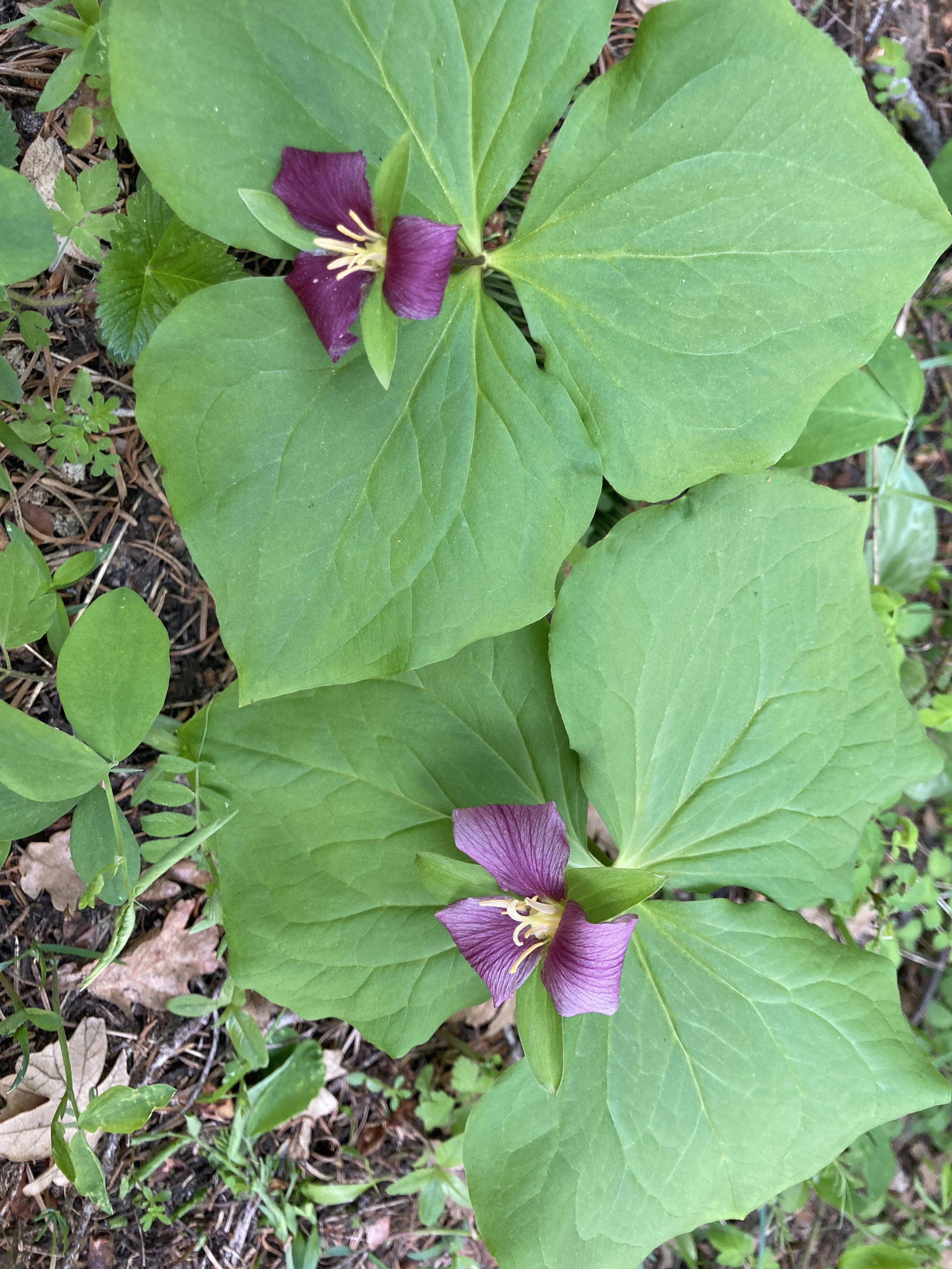 Western Trillium