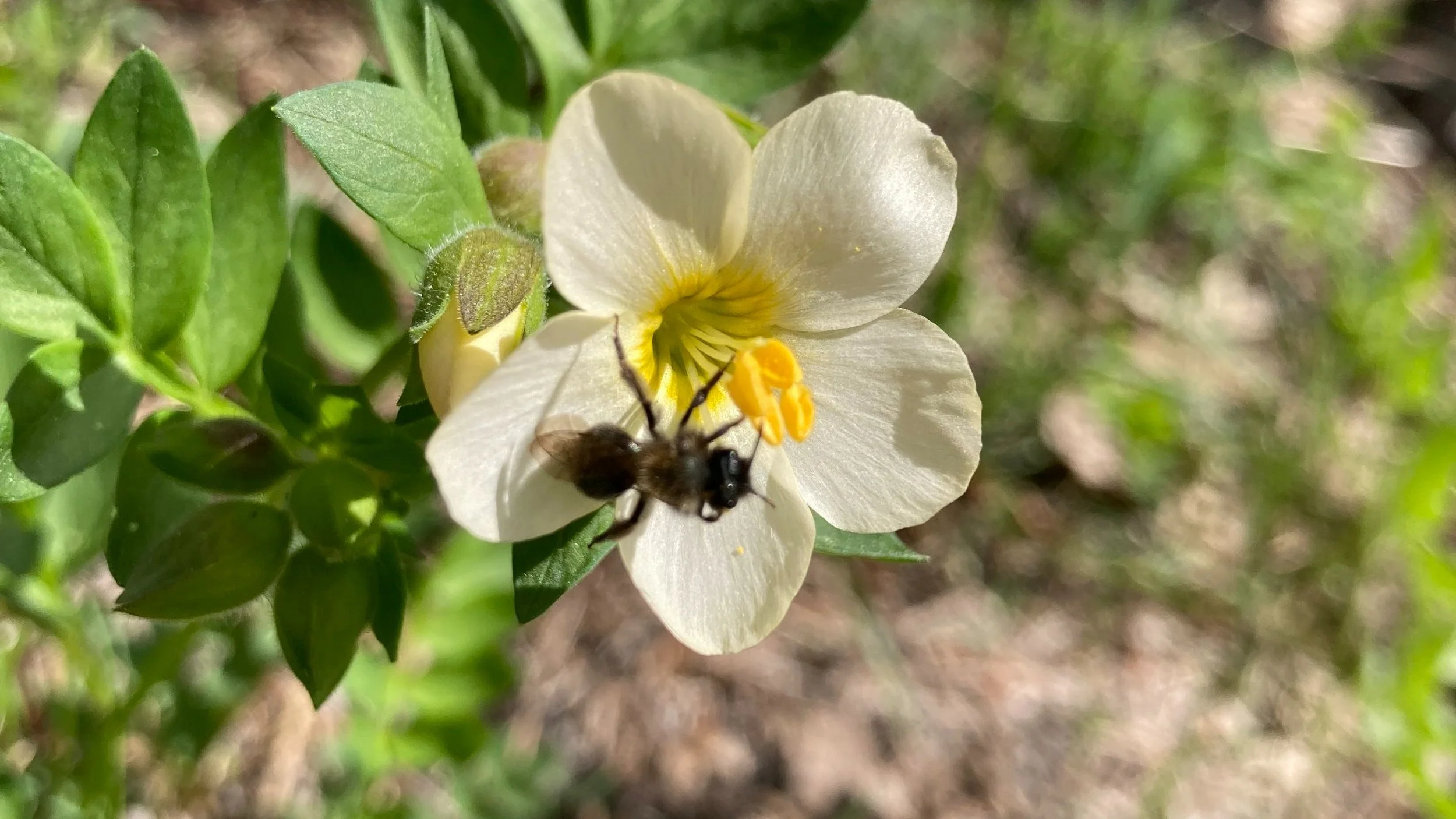 Wildflower Identification Hike & Learn