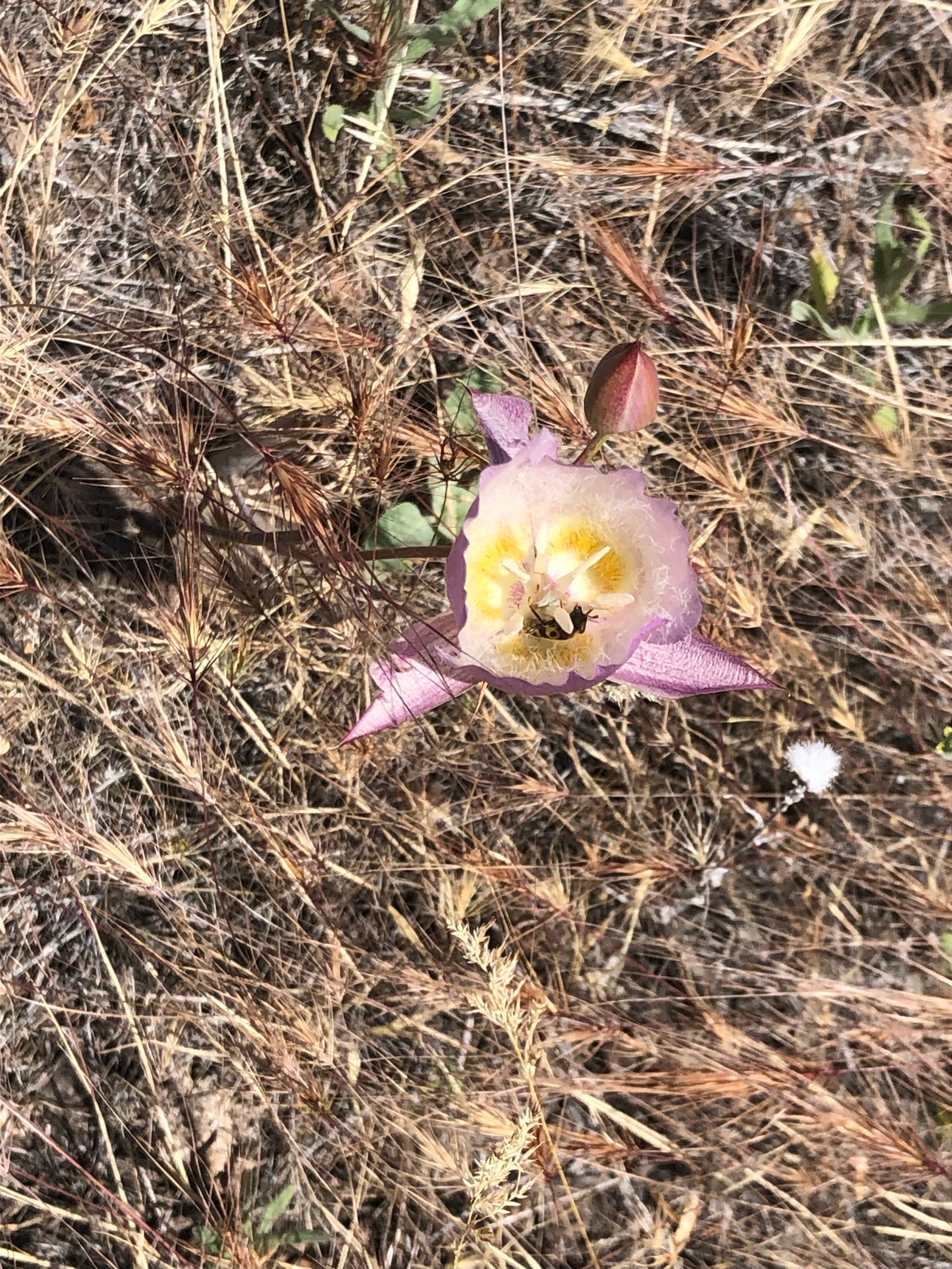 Greene's Mariposa Lily