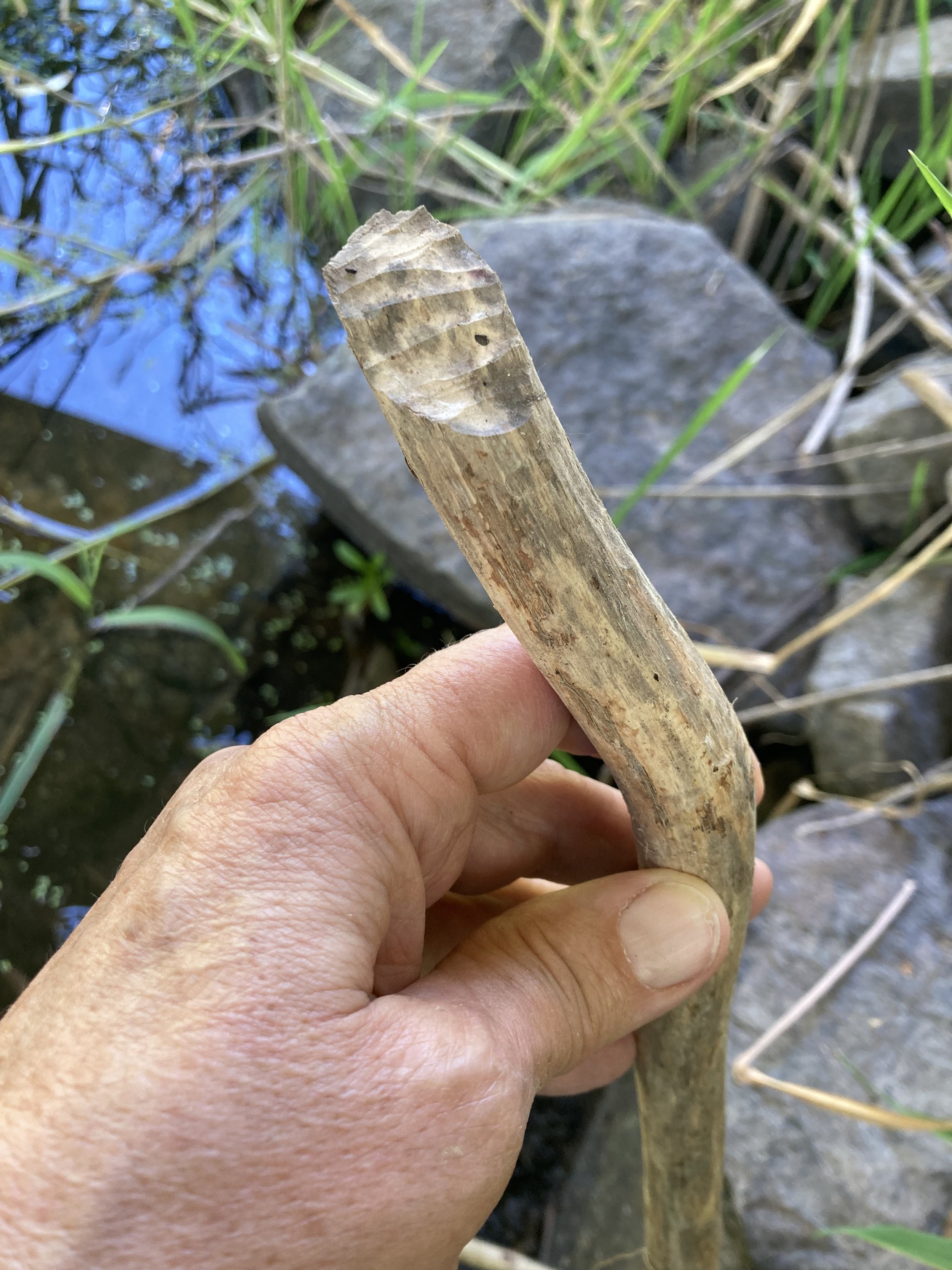  Example of a beaver stick with teeth marks 