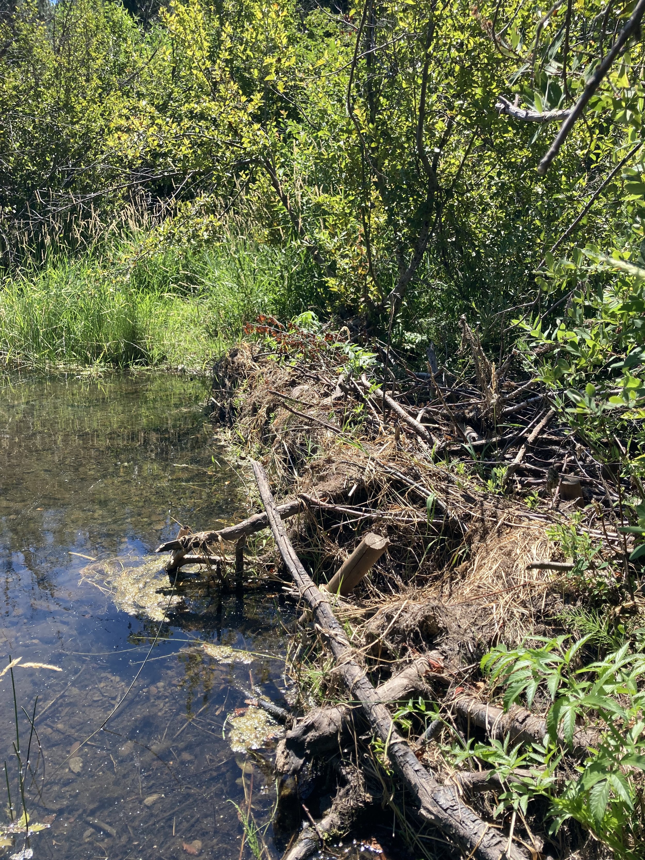  The unmaintained beaver dam 