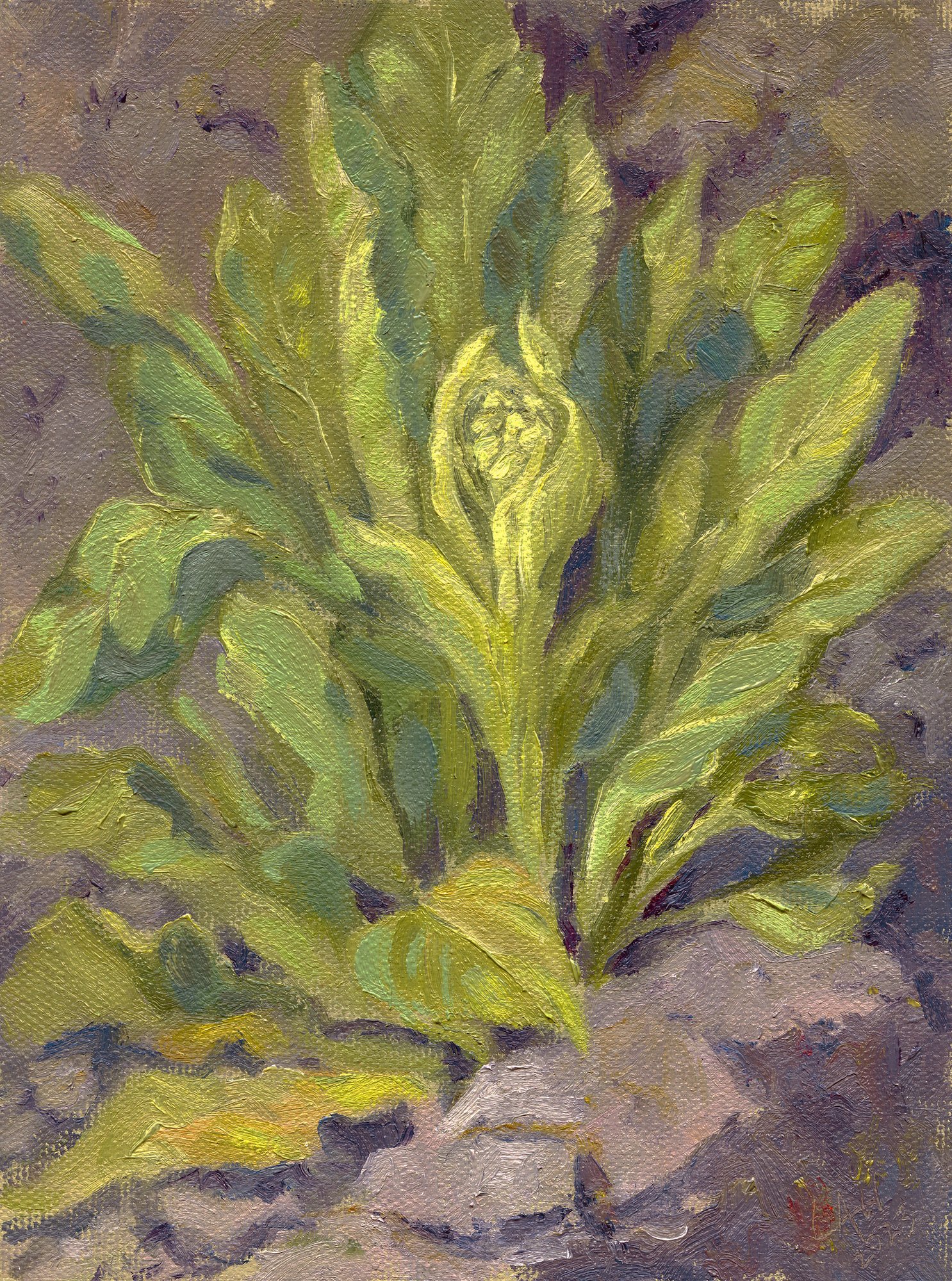   Mullein  