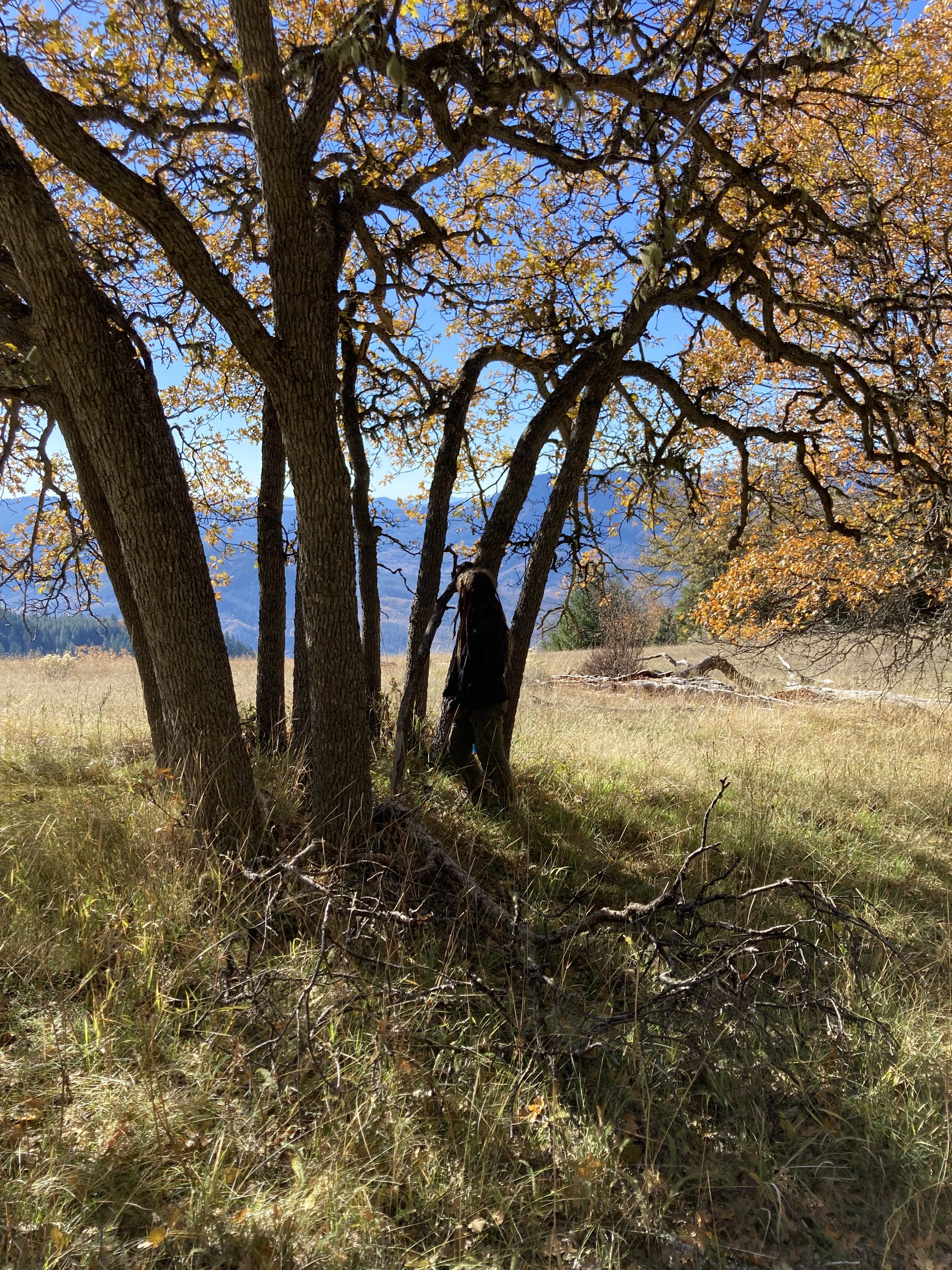   Oaks growing in a “Fairy Ring”   