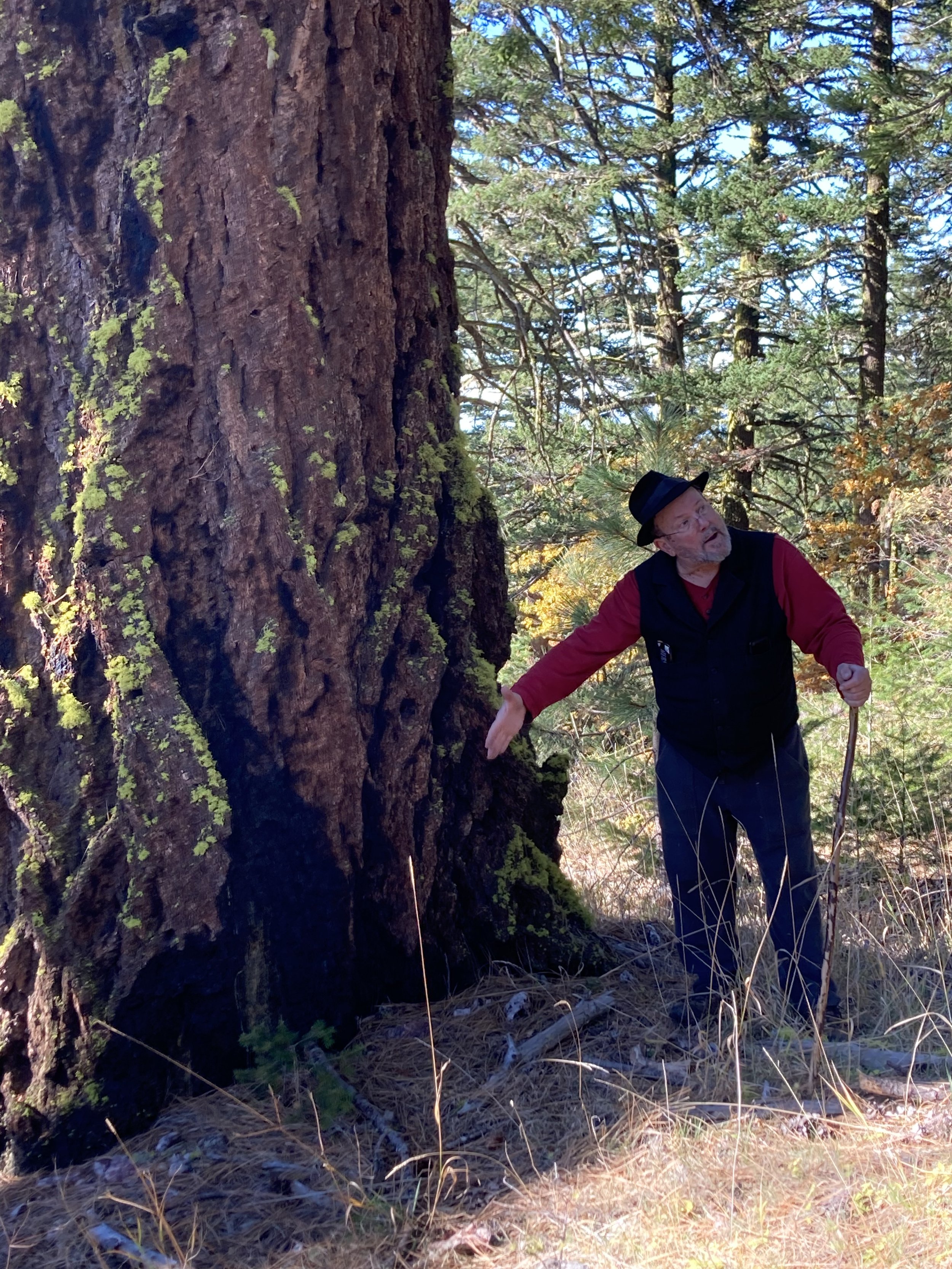   Rich pointing out a fire scar in an old tree growing in the refugia  