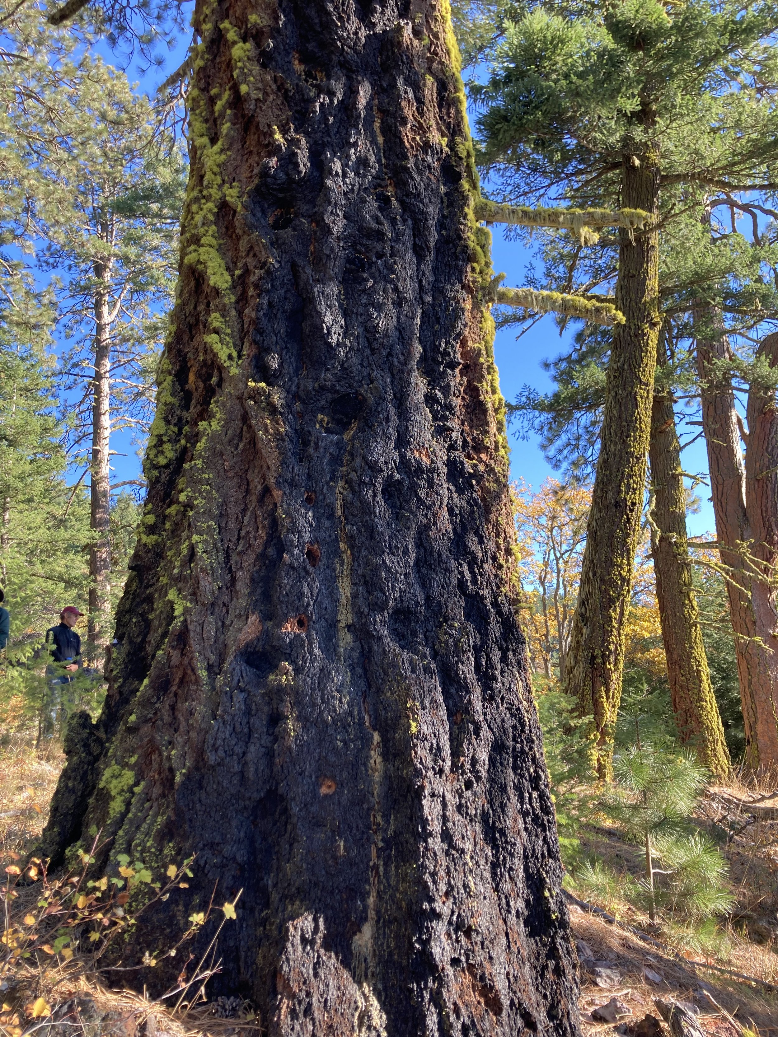   A tall fire scar in the refugia  