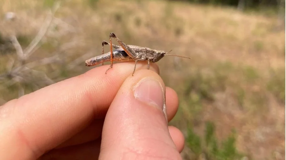 Grasshopper.jpg