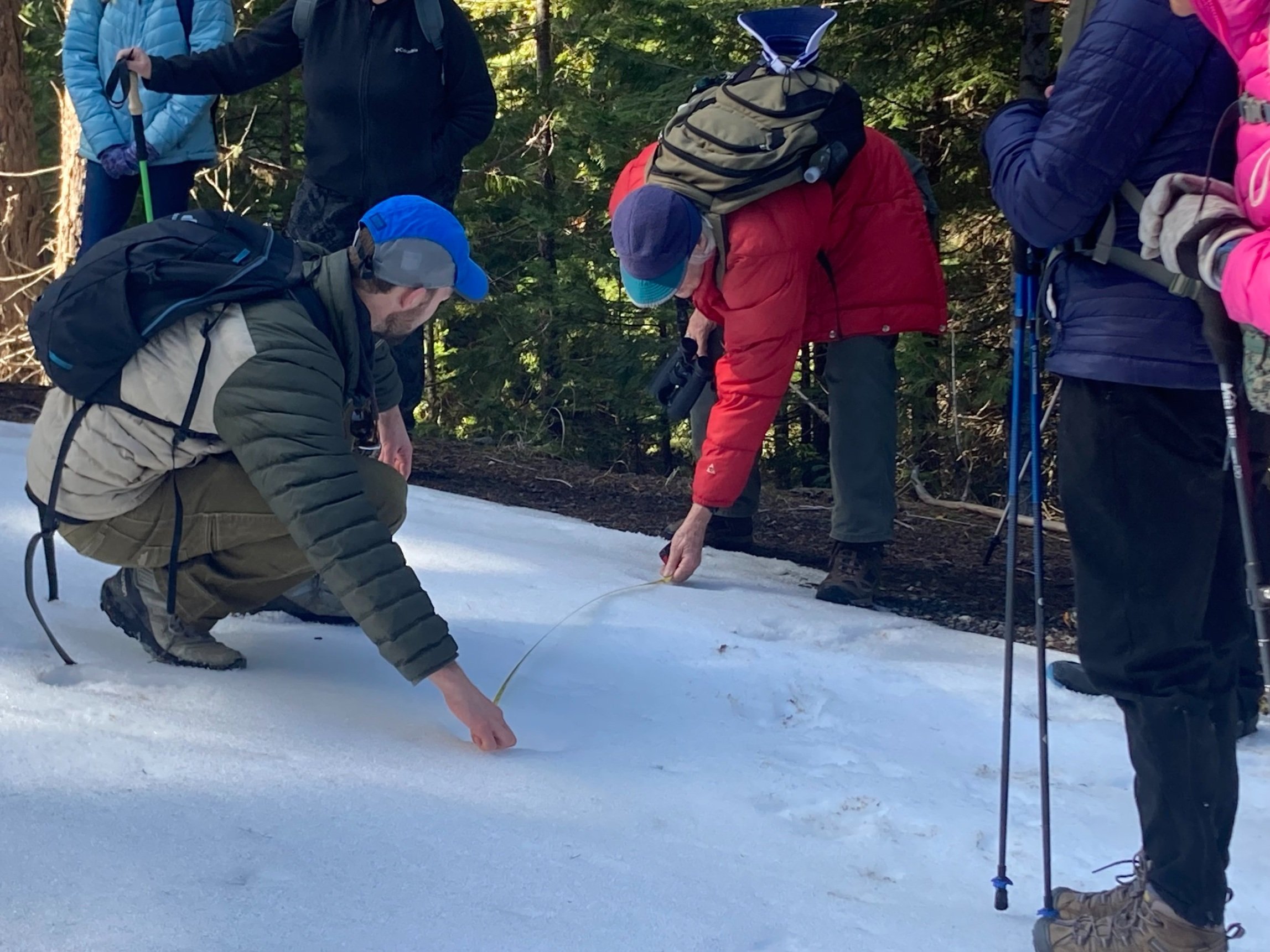 Measuring the stride length of a snowshoe hare track.