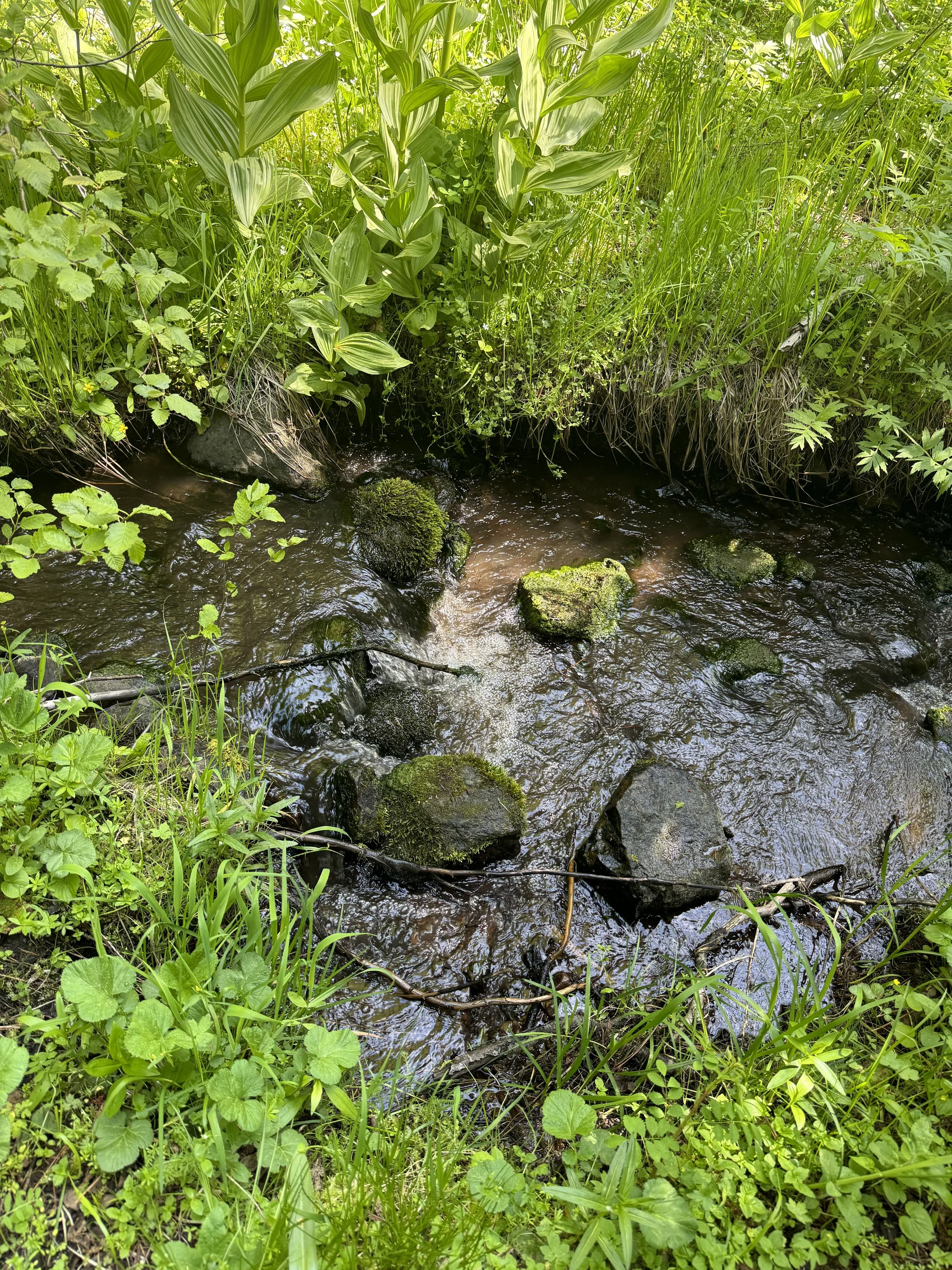 Beaver Scavenger Hunt
