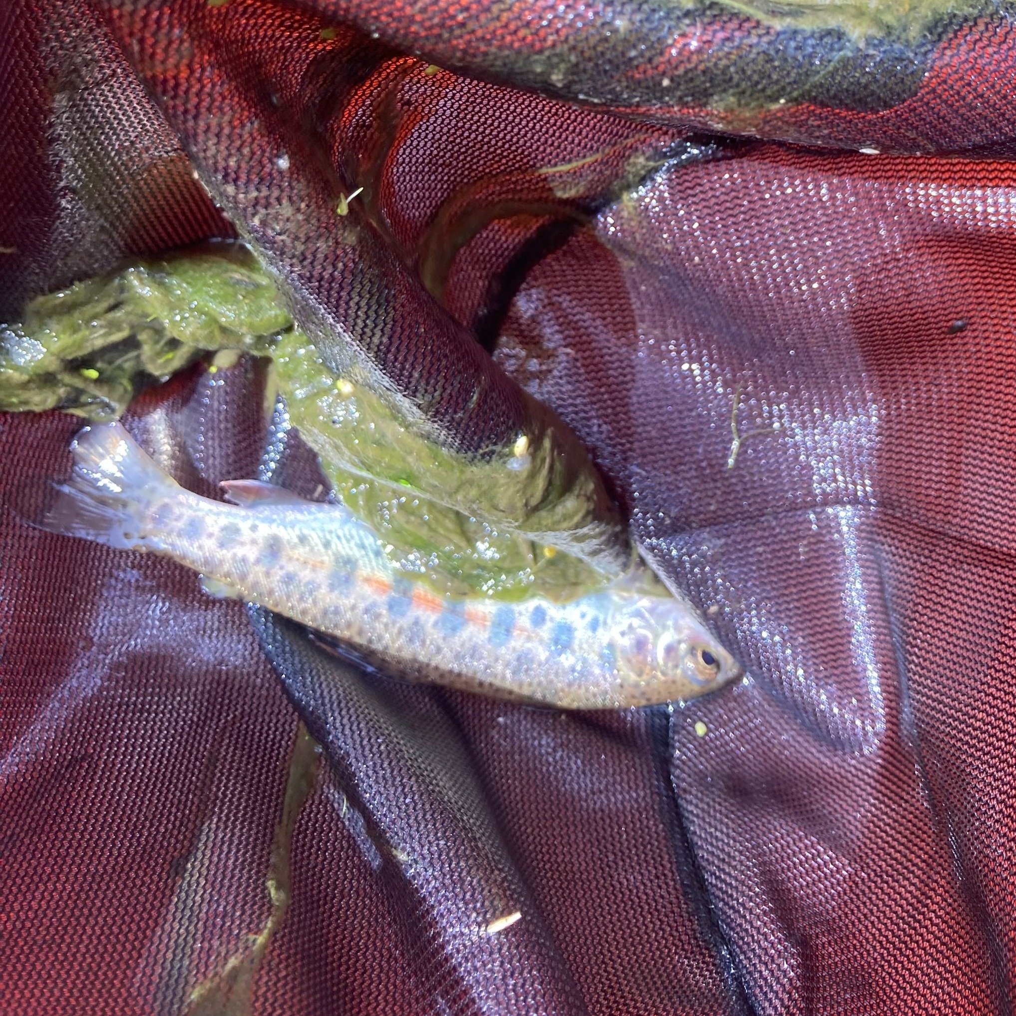 Redband Trout