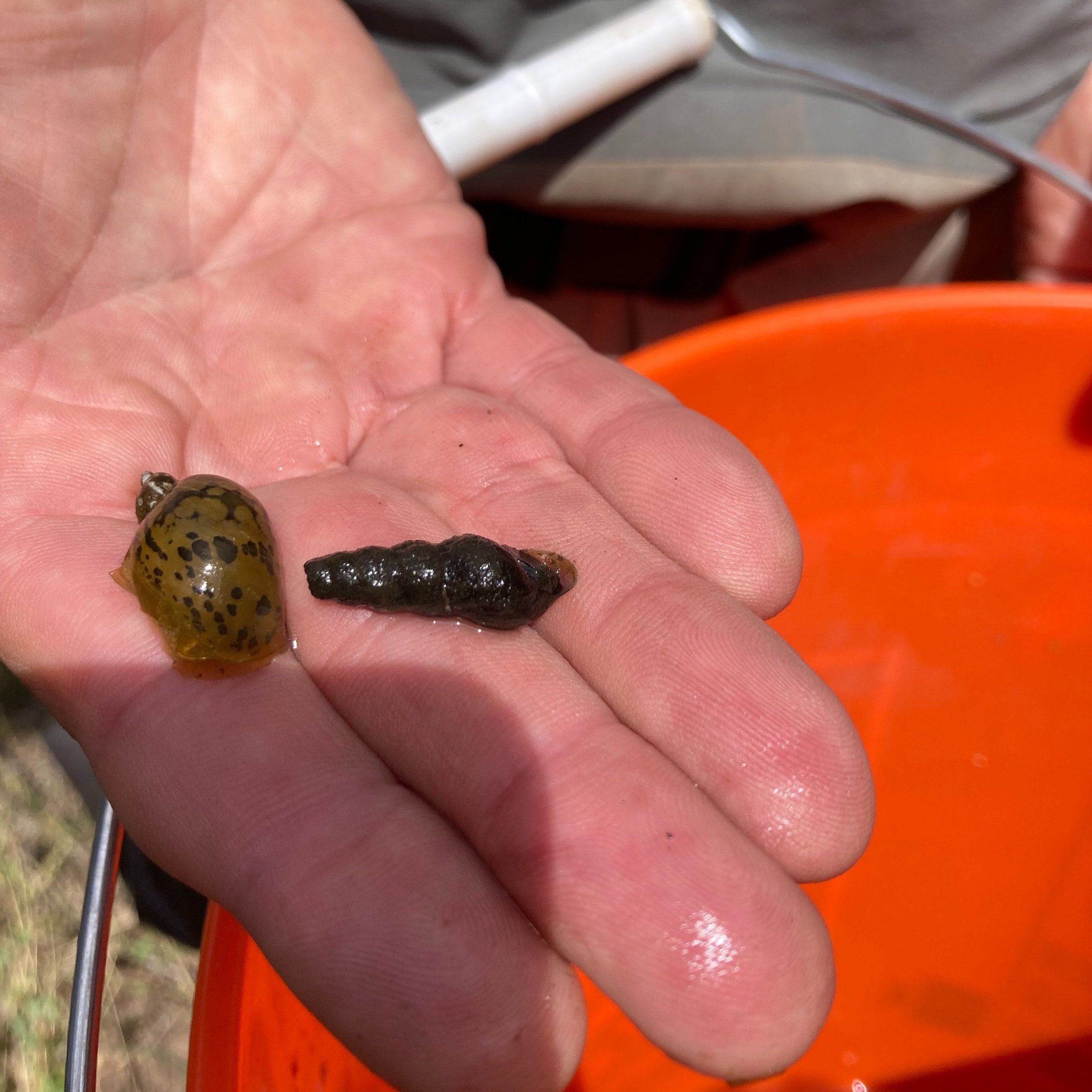 Mollusks