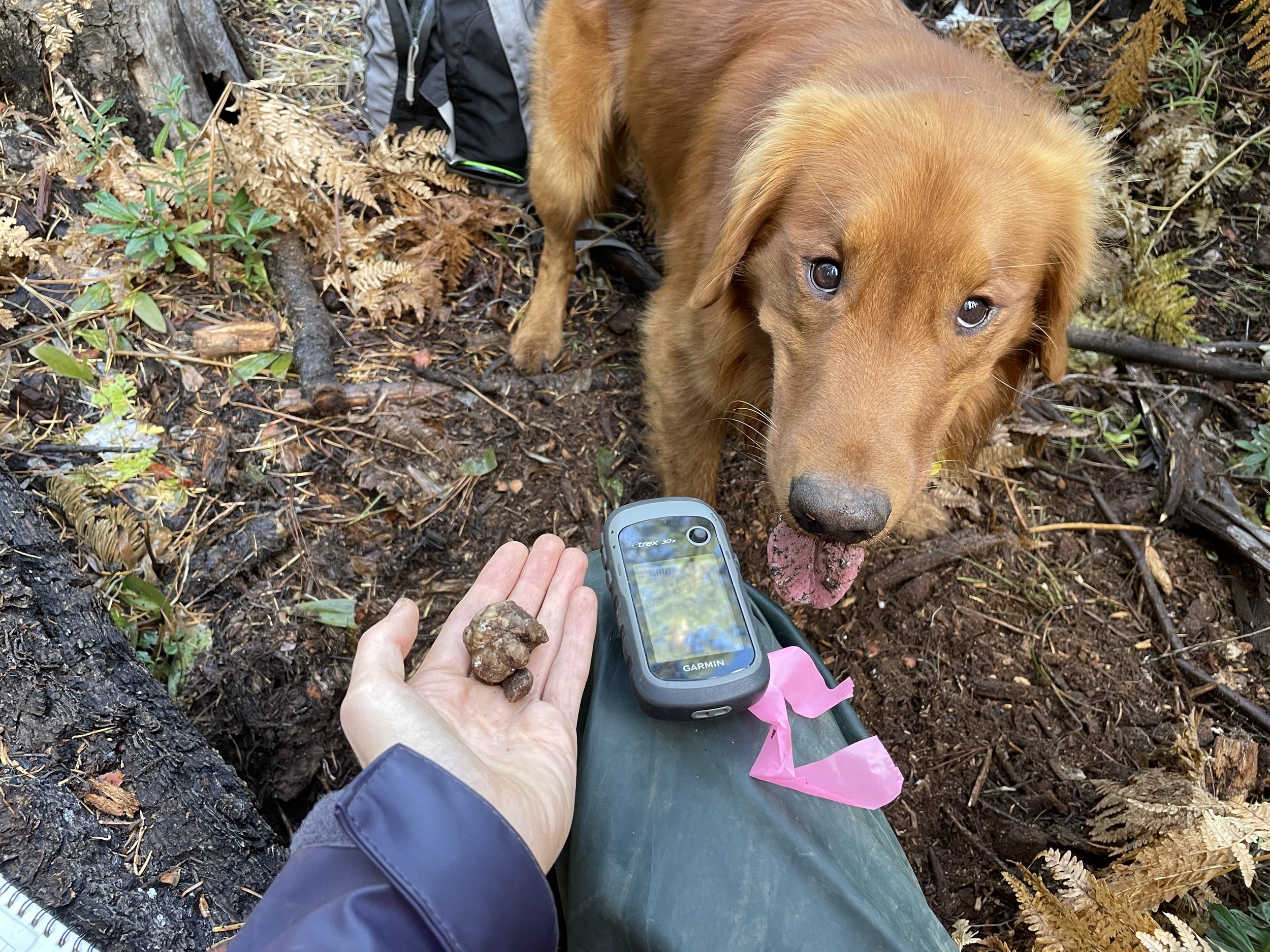  Rye finding a truffle! - Hilary Rose Dawson 