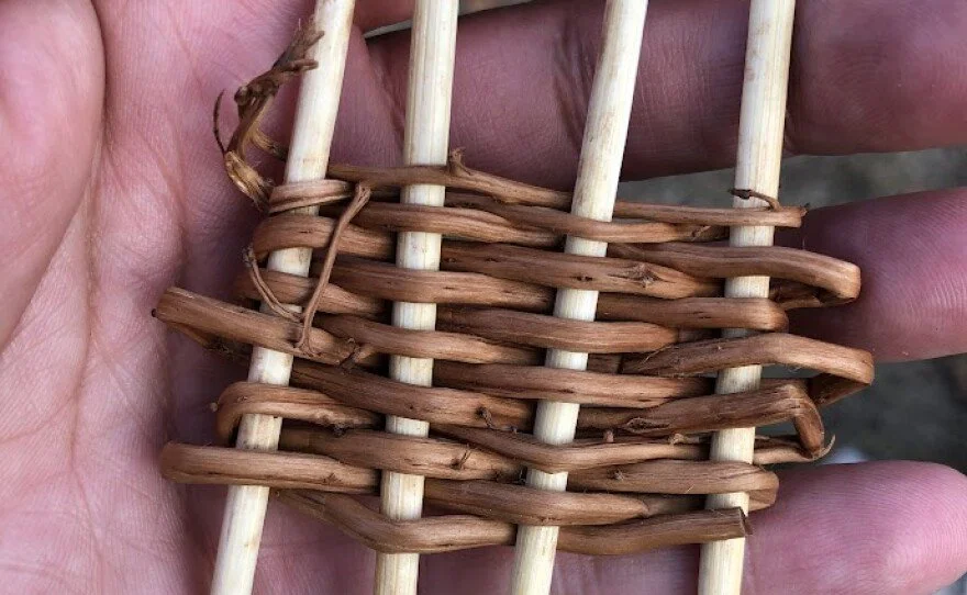 Beginning of a hazel basket - PC: Bill Barr, KLLC 