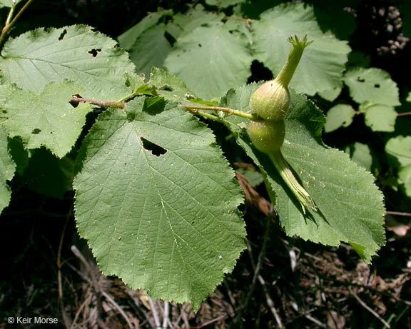 Corylus cornuta (hazel) - PC: Keir Morse 