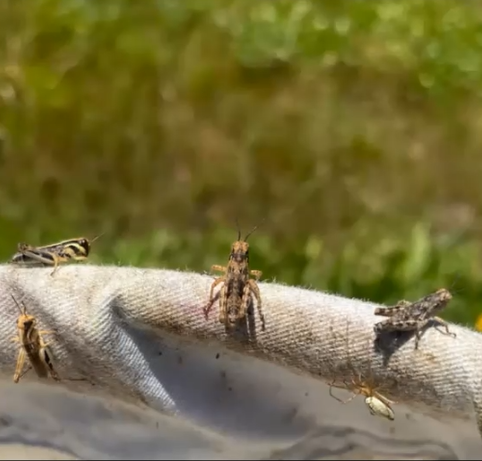  Grasshoppers (and a spider!) perched on the edge of a collection net.   Photo by Trevor Holt 