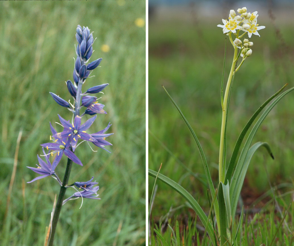 Left: Camassia quamash (great camas) - PC: Steve Thorstead. Right: Toxicoscordion exaltatum (death camas) - PC: Barry Breckling.