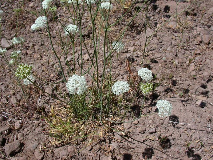 Periderida bolanderi (yampah) - PC: Gary Monroe 