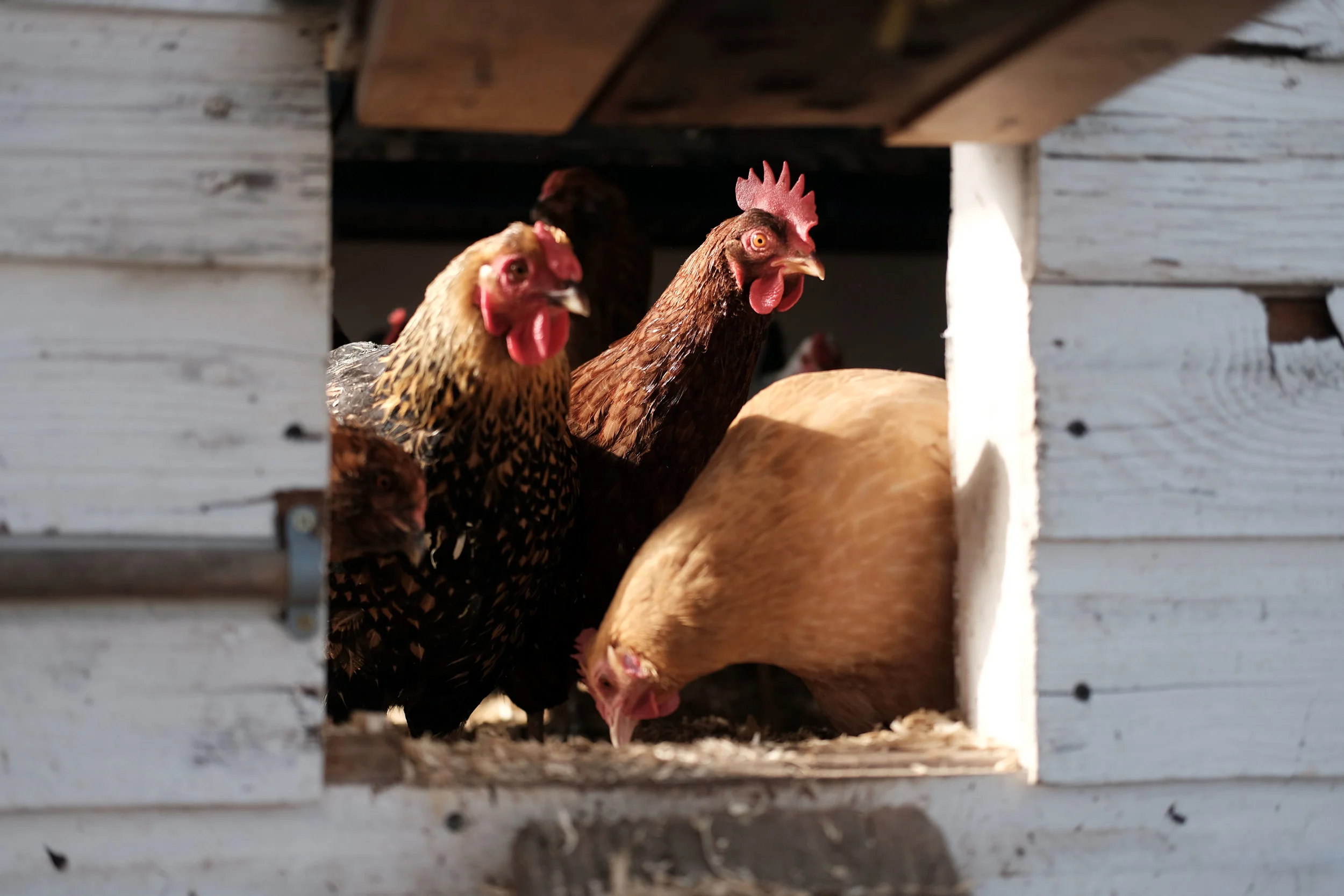 Heritage Breed, from Left: Buff Orpington, Rhode Island Red, Golden Laced Wyandotte.