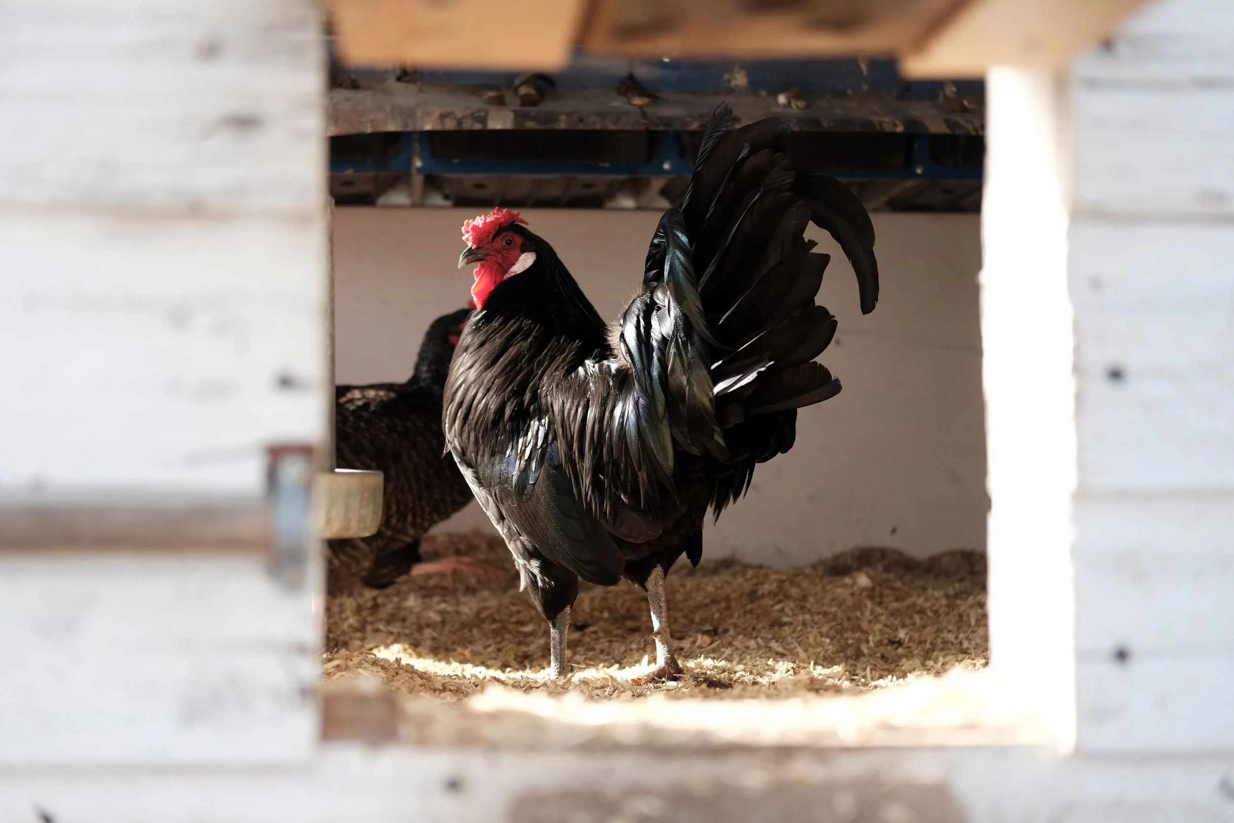 Heritage Breed: Blue Hamburgh aka the (suprise) rooster.