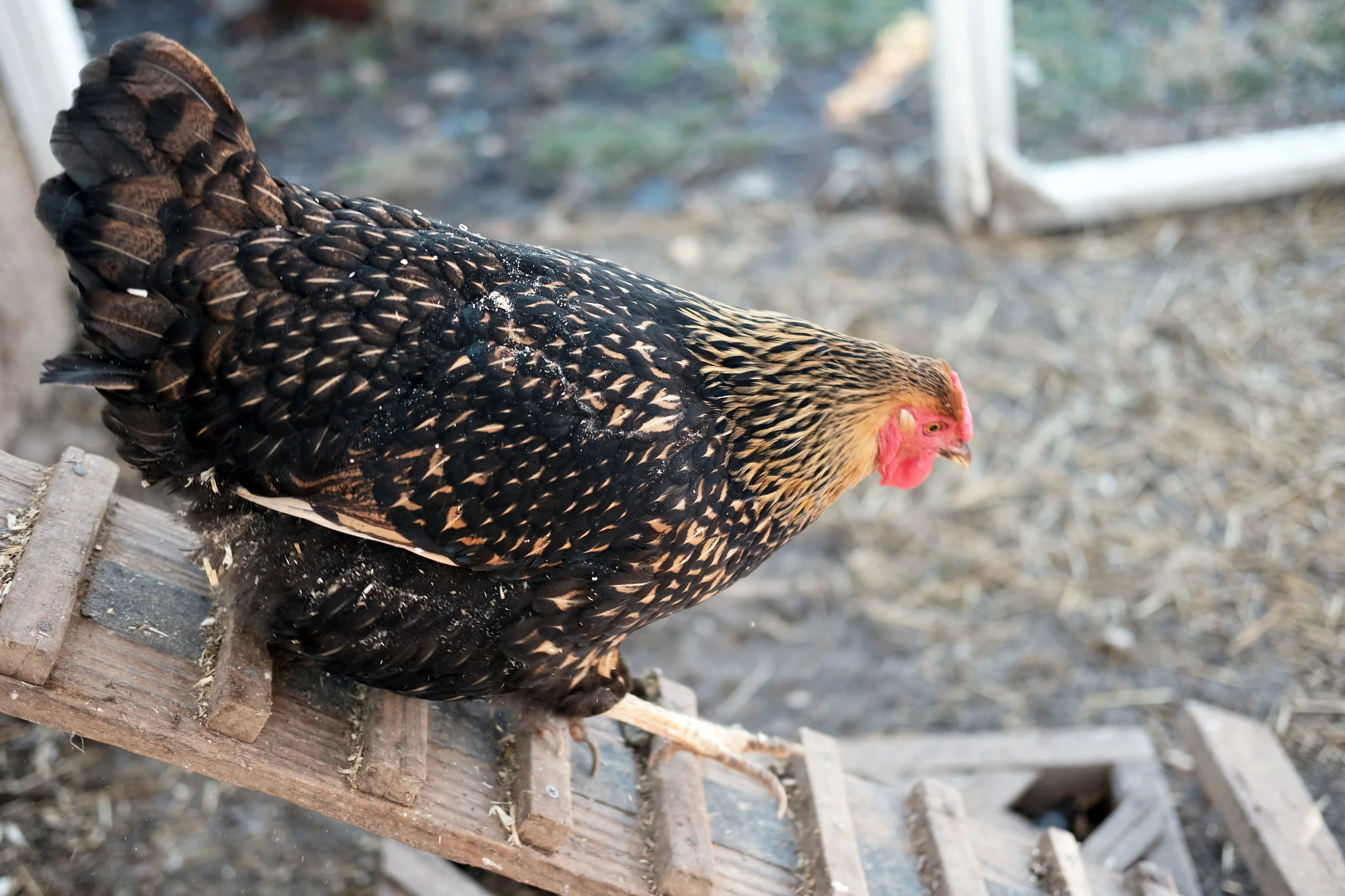 Heritage Breed: Golden Wyandotte.