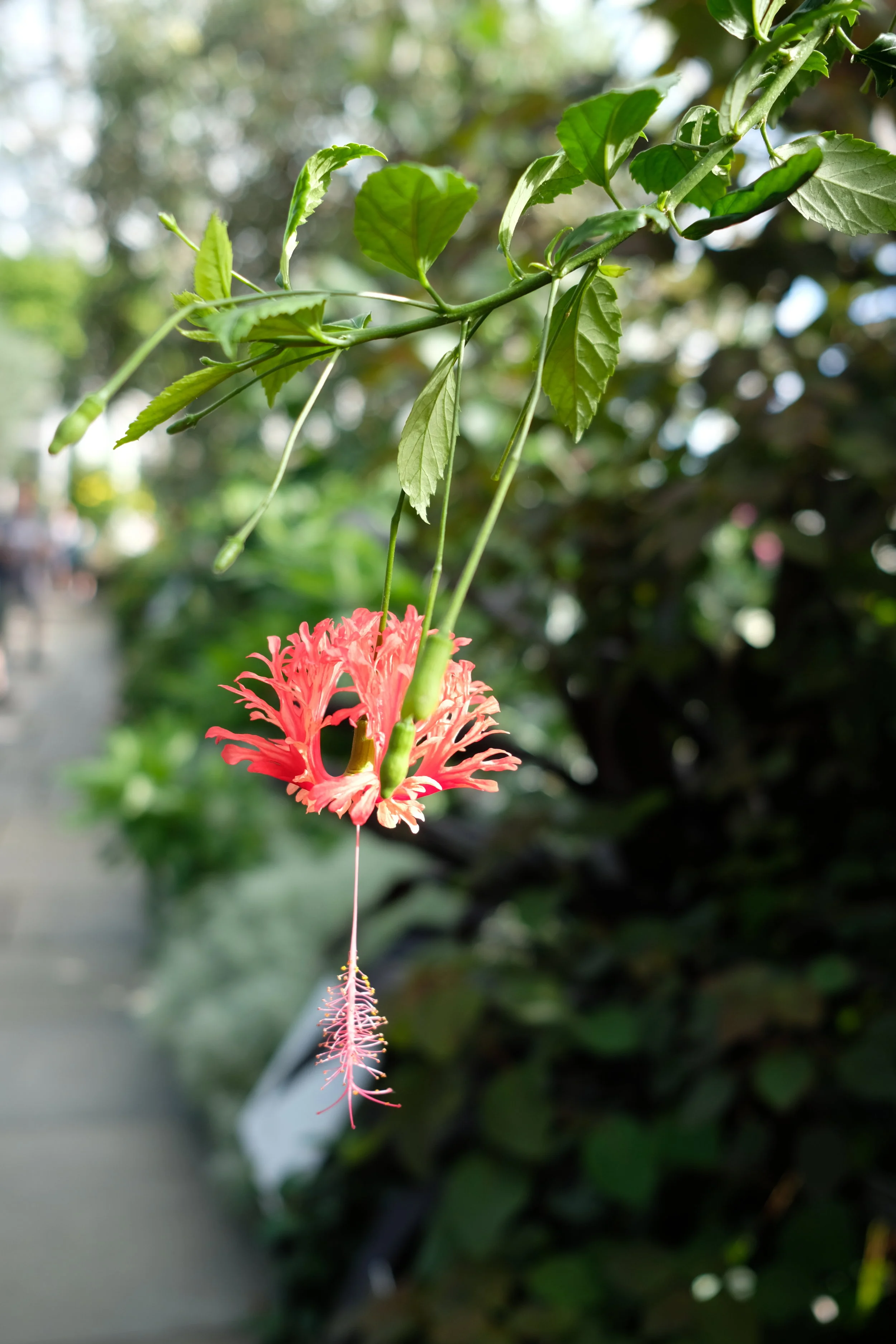 DSCF8418.jpg