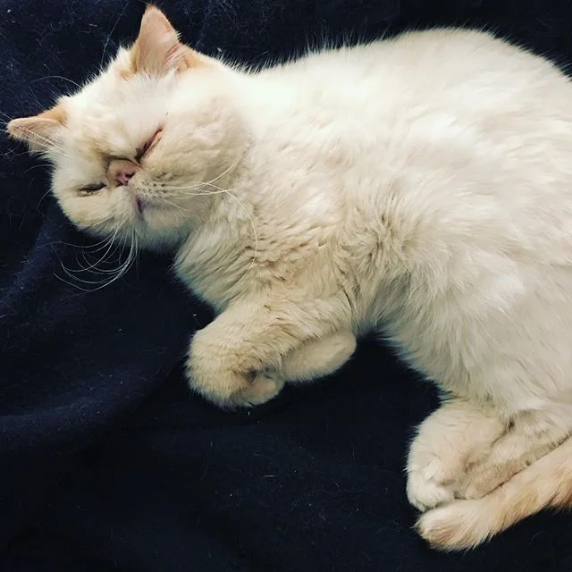 My cute little baby tiger is sleeping 💤❤️