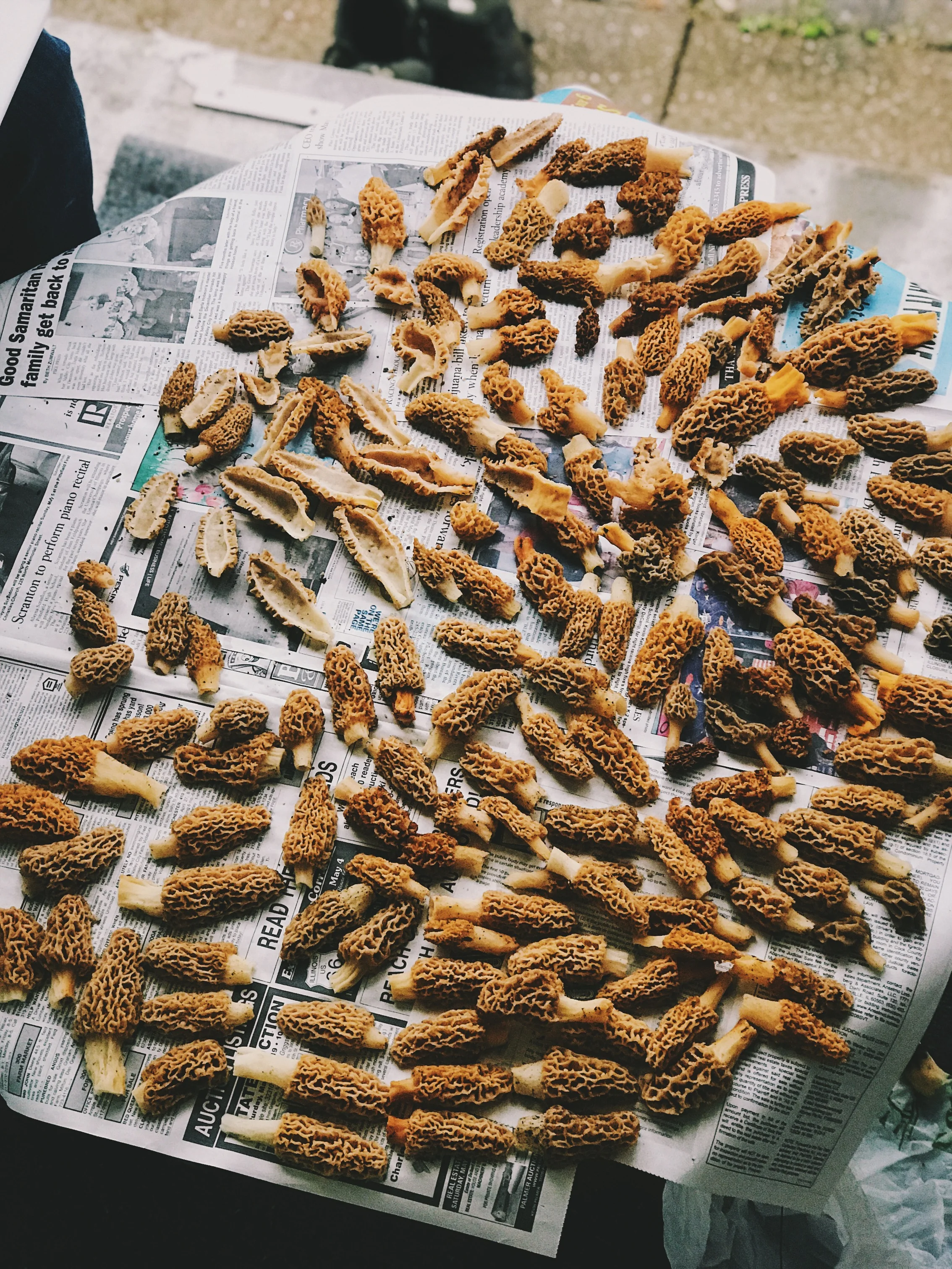 Morel of the Story — Shed for the Wed