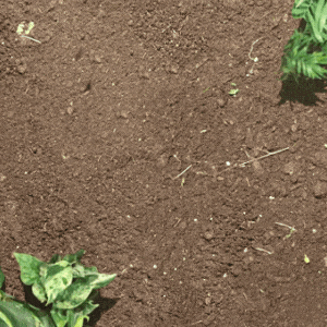 1Hotels_EndTag_thumbnail.gif