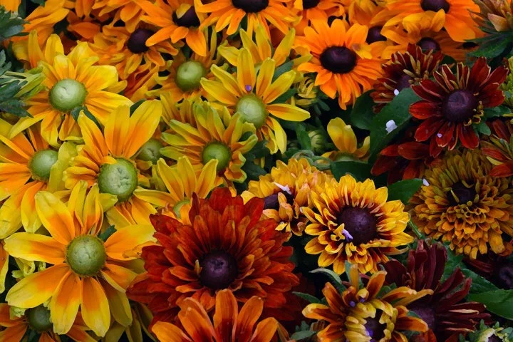 multiple flowers.JPG