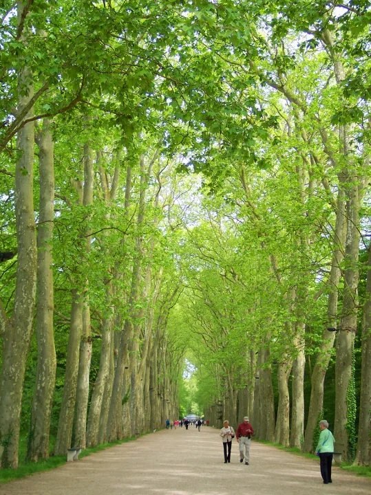 Trees and Mom in France.JPG