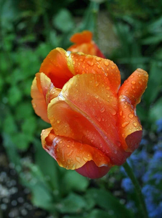 Tulip in rain.JPG