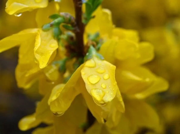 Yellow flower rain.JPG