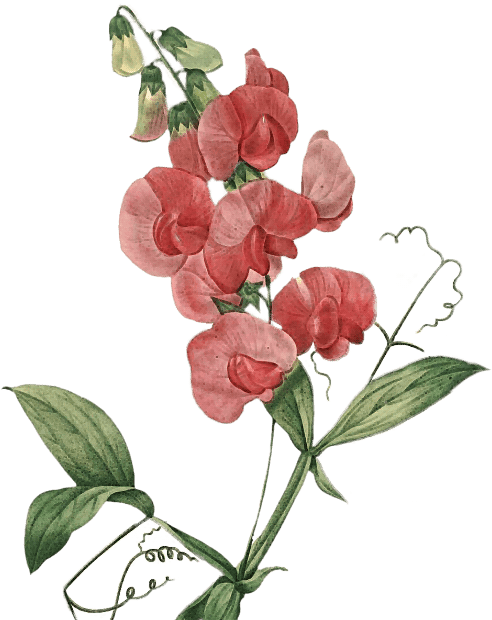 A watercolor painting of a pink flower with green leaves and twisting tendrils.