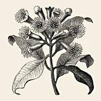 A vintage black and white illustration over cream background of a clove tree plant.