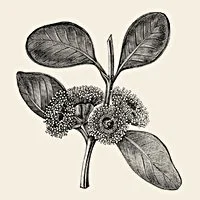 A vintage black and white illustration over cream background of a eucalyptus plant.