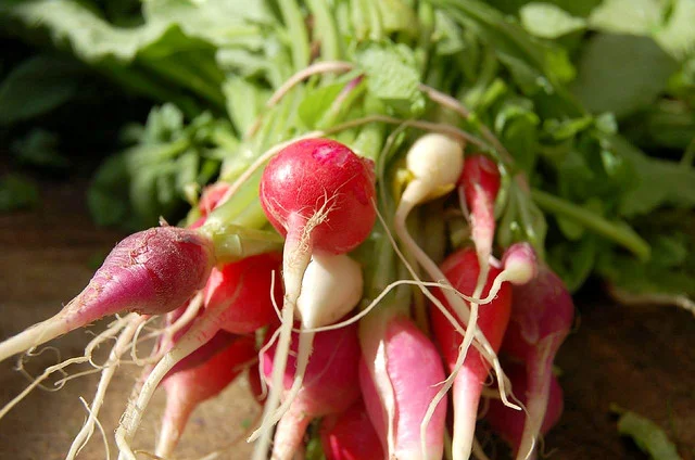 radishes