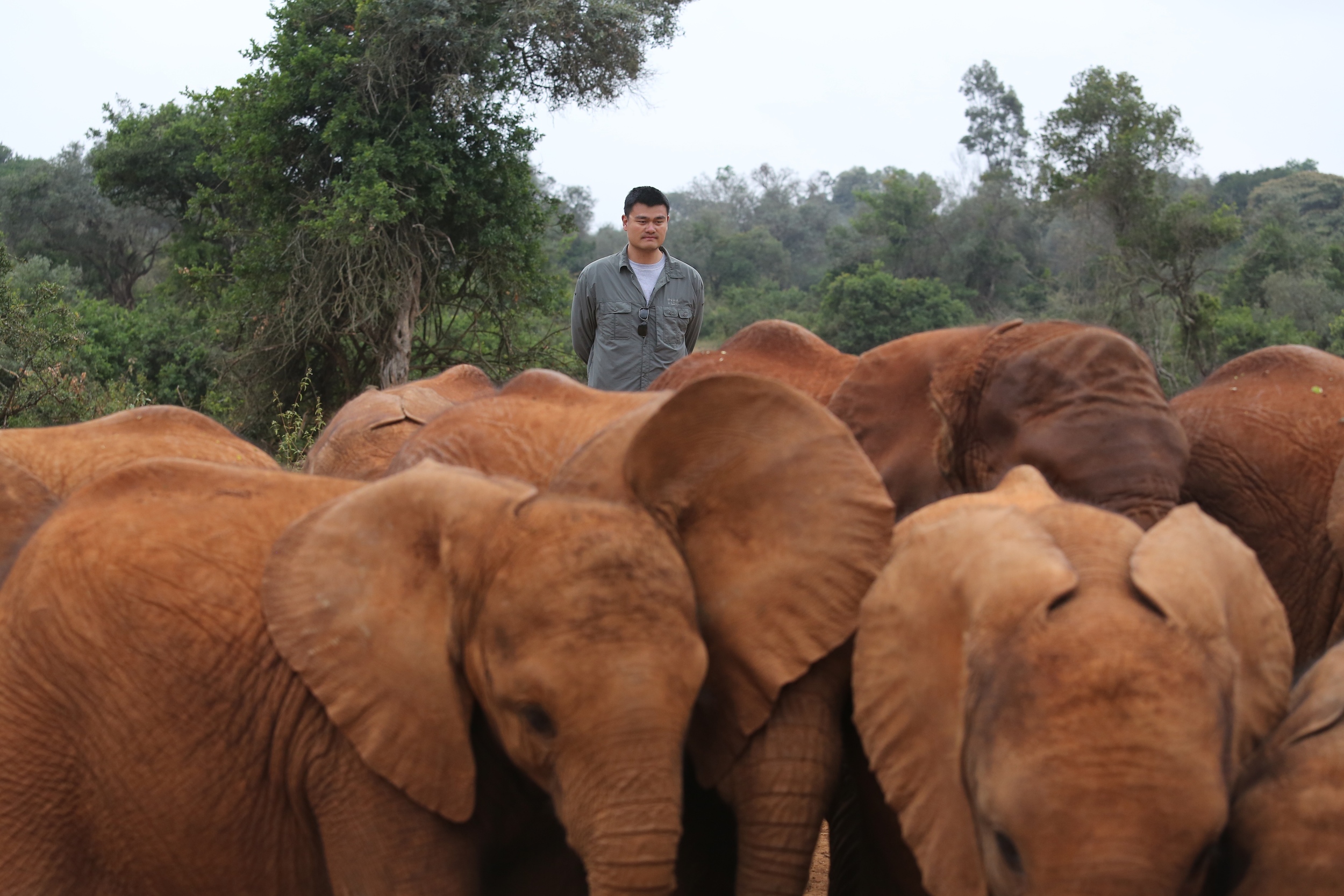 Former basketball star Yao Ming towers over orphaned elephants at the David Sheldrick Wildlife Trust in Nairobi